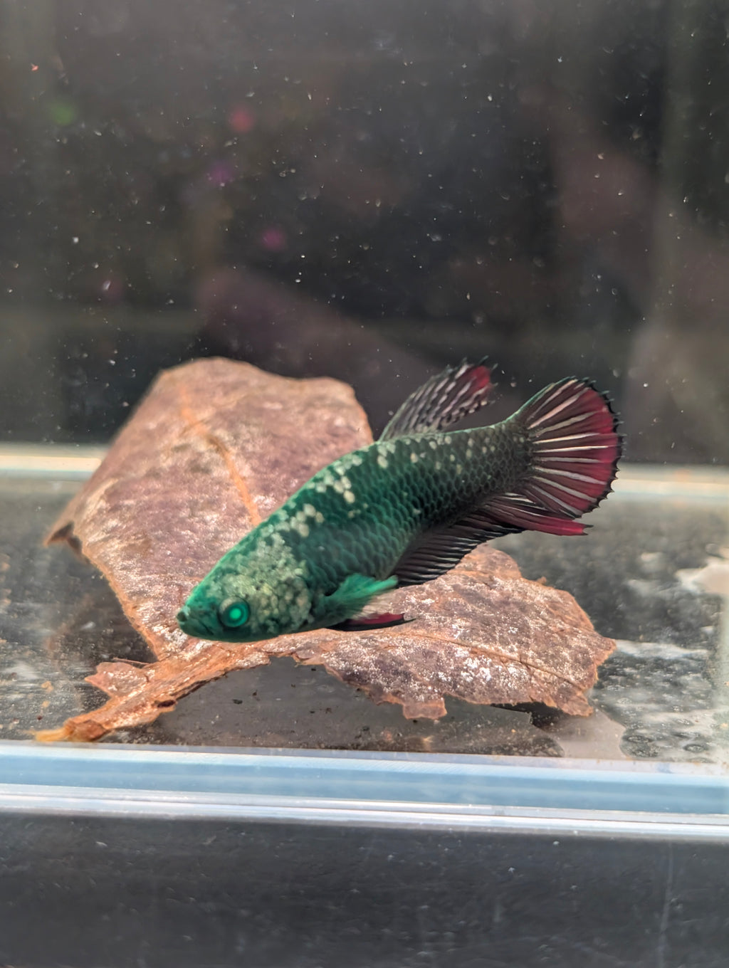 Plakat Green / Red Green Eyed Hulk Betta Female F0004