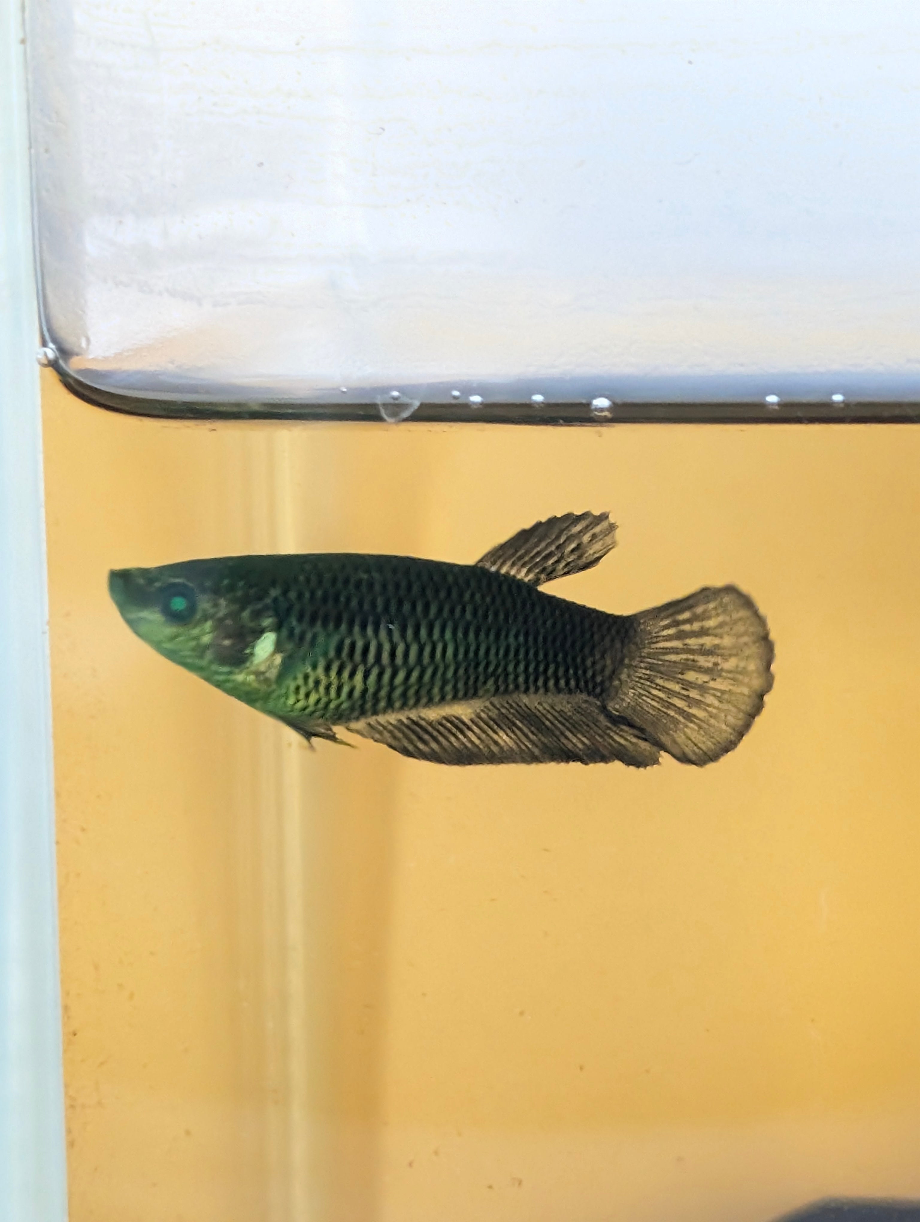 Plakat Green Eye Hulk Female F0009