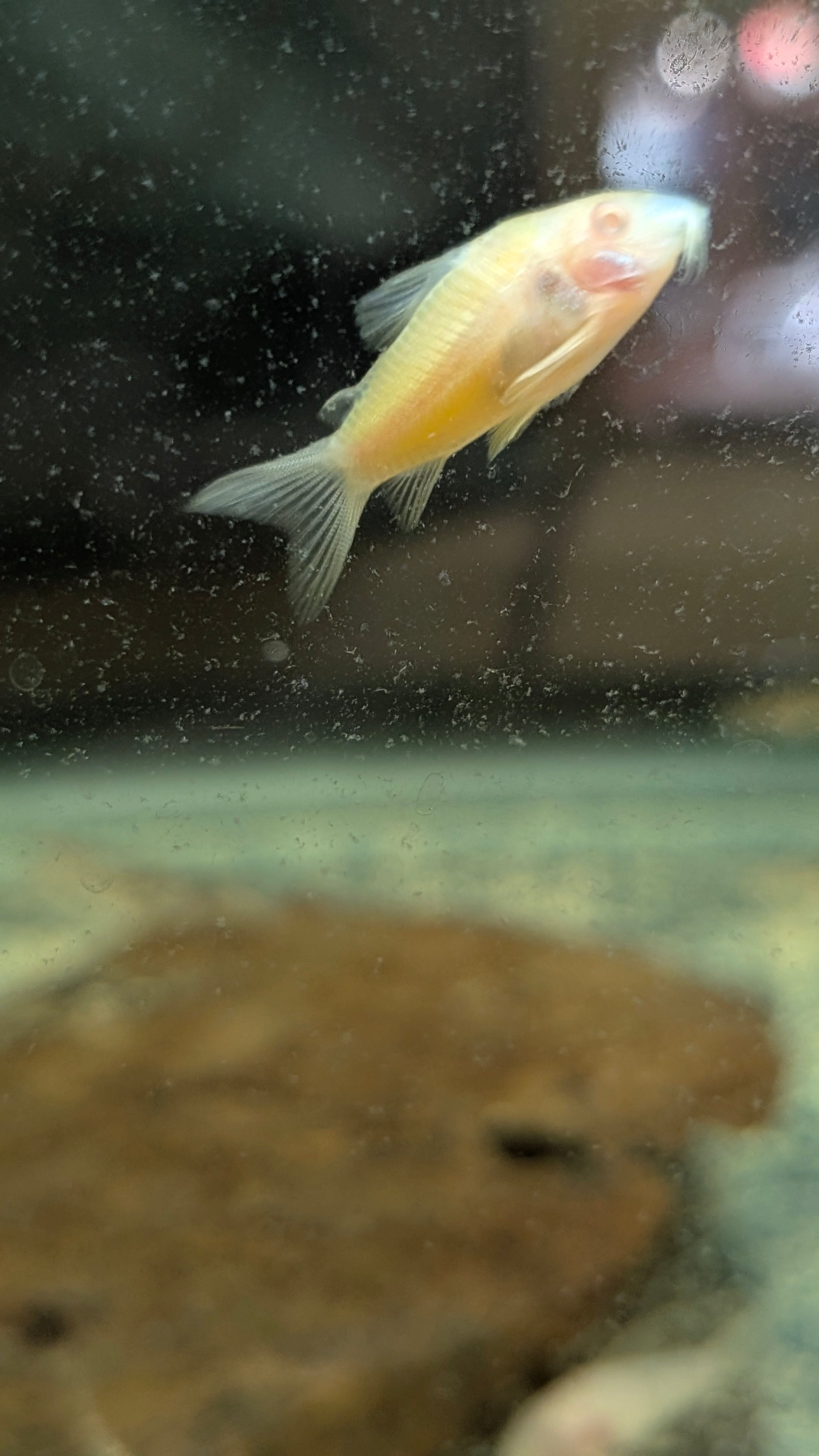 Albino Gold Laser Corydoras