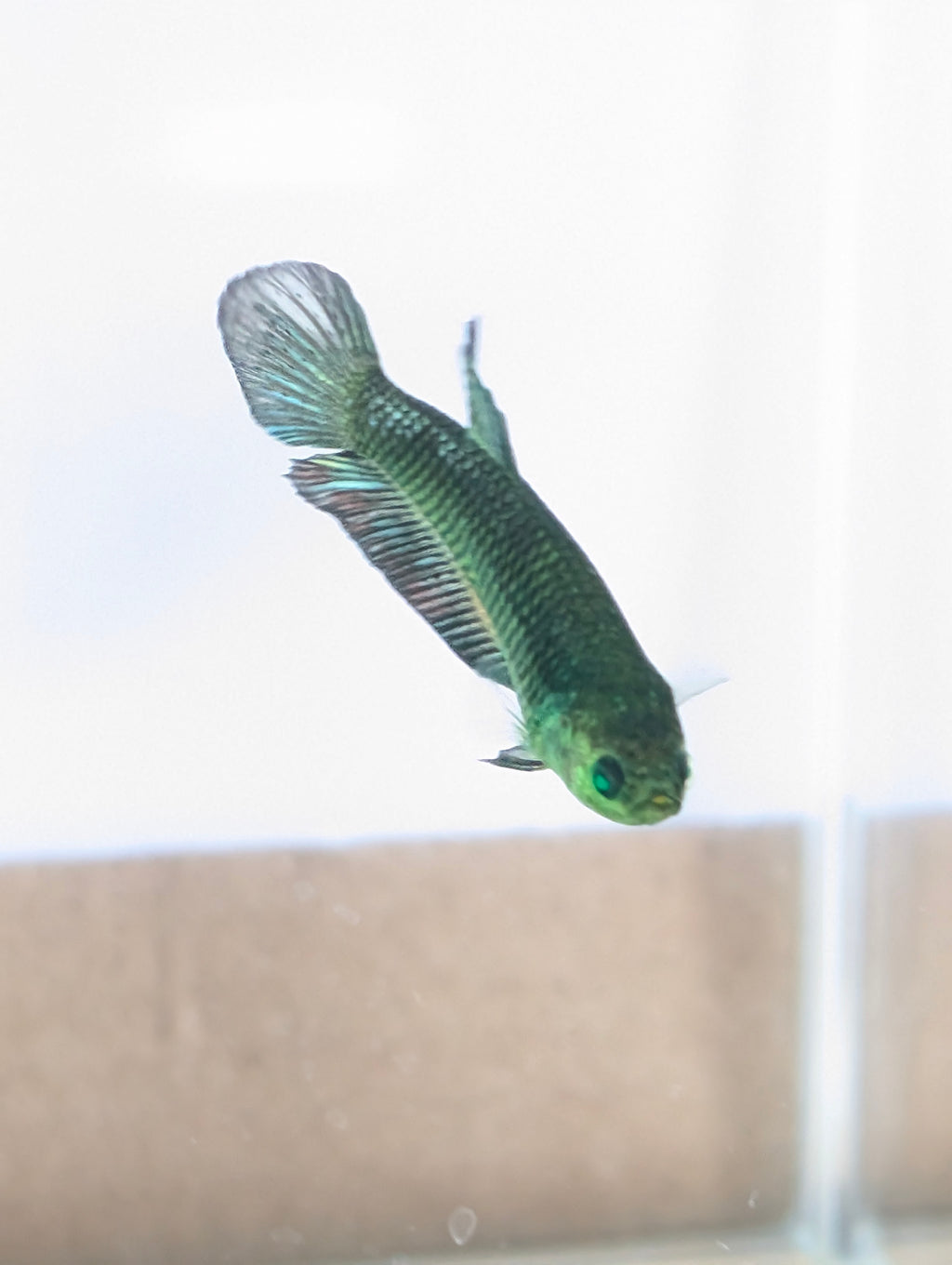Plakat Green Eye Hulk Female F0011