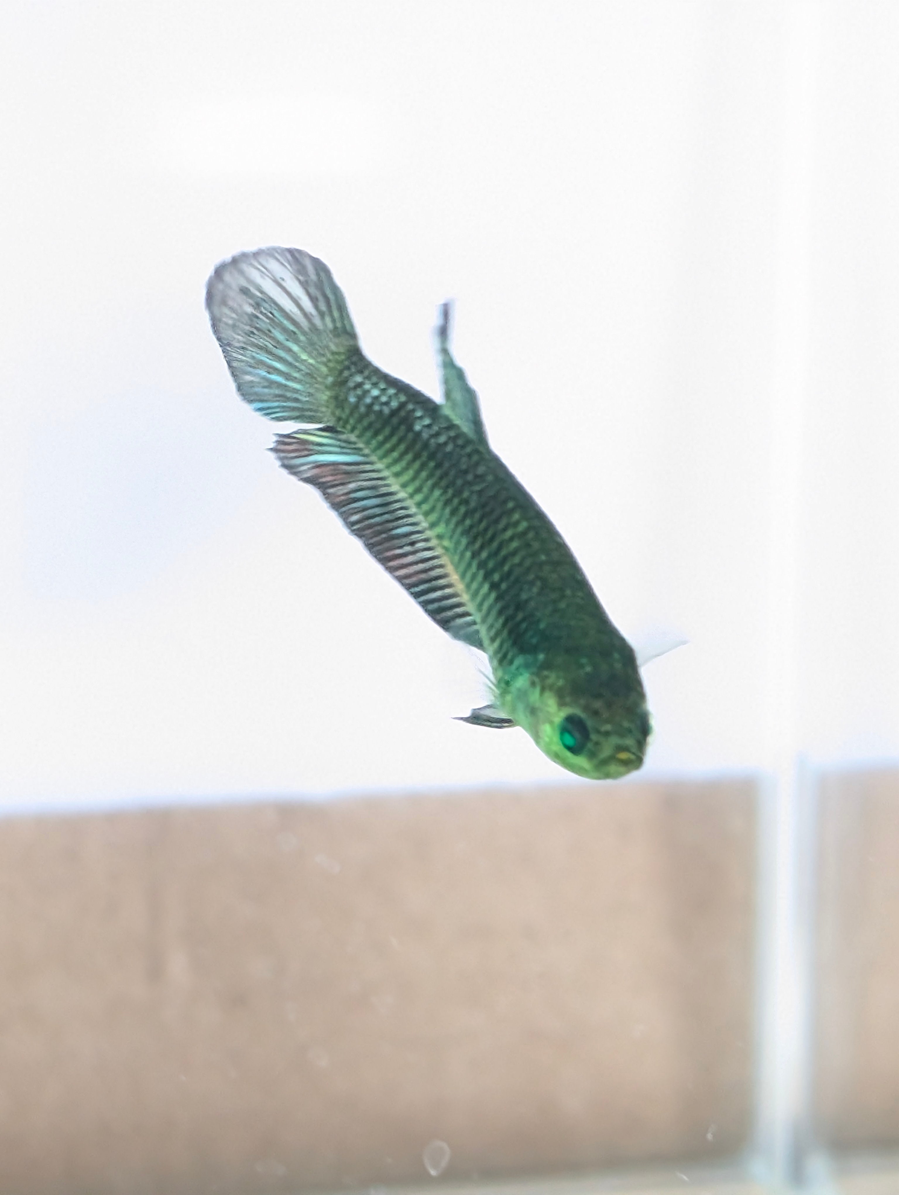 Plakat Green Eye Hulk Female F0011