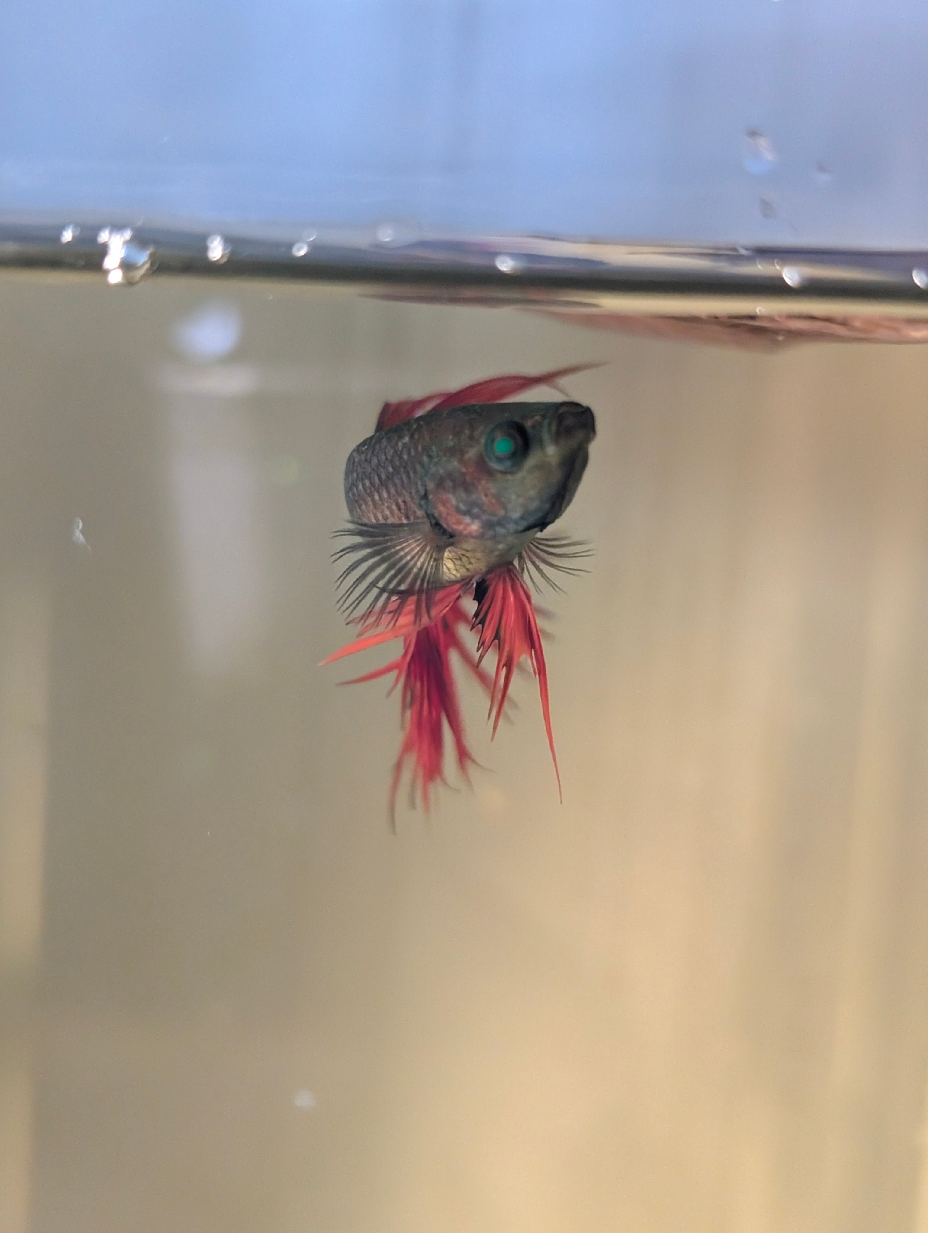Crown Tail Green Hulk Betta Male M0008
