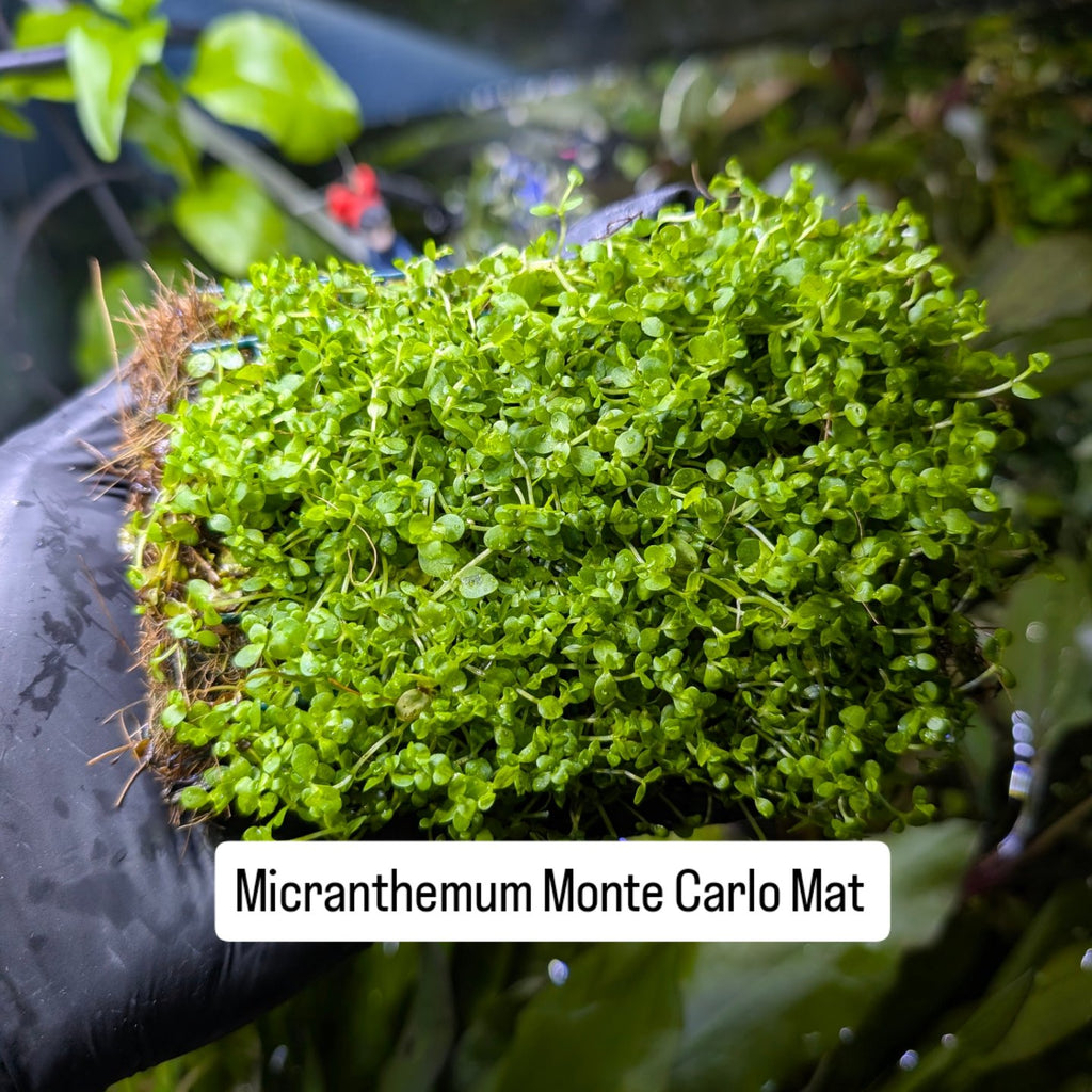 Micranthemum Monte Carlo Mat