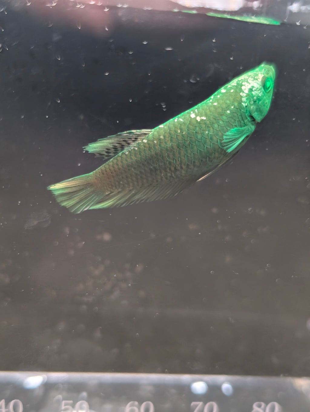 Plakat Avatar Green Hulk Betta Female F0002