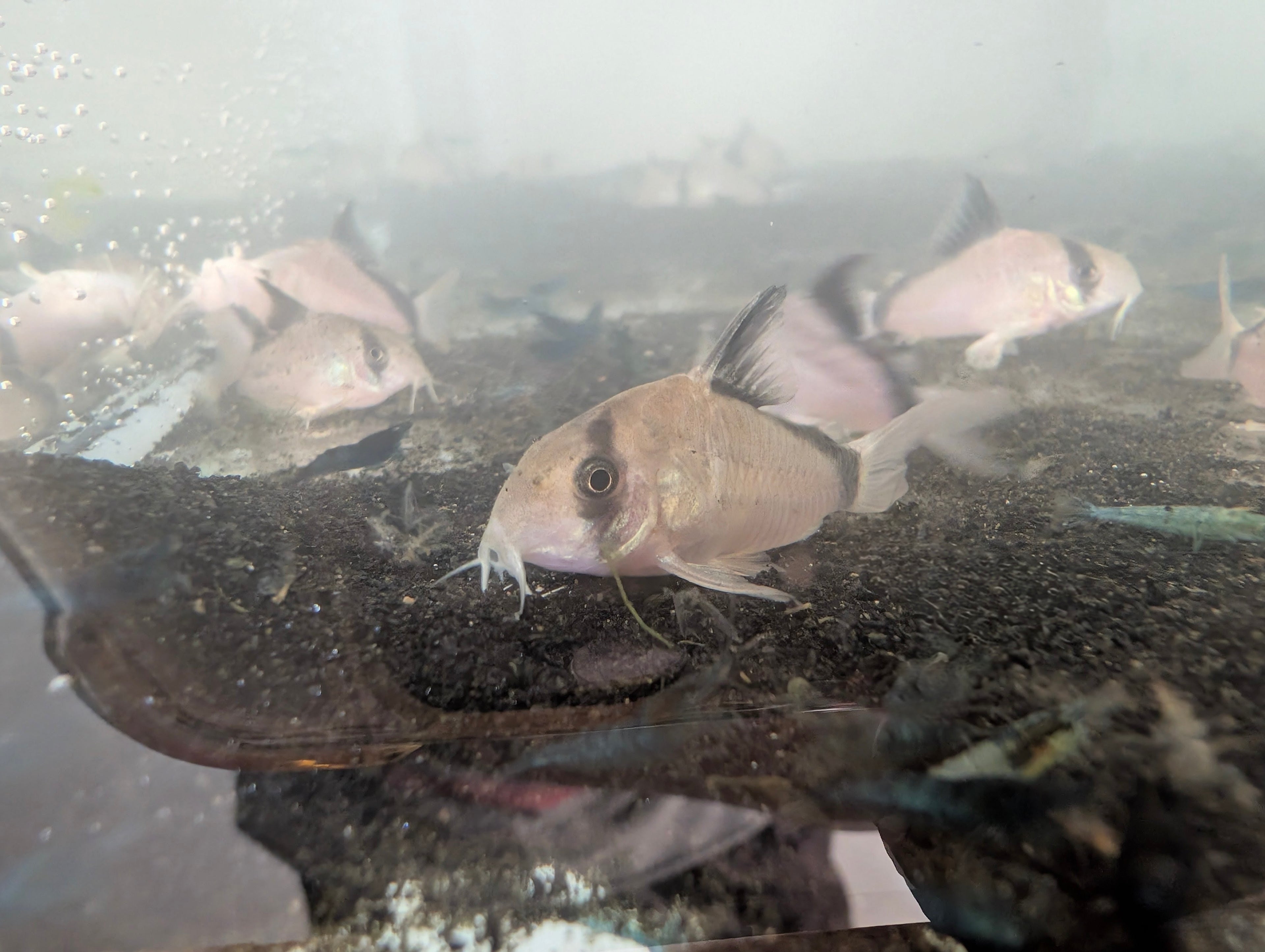 Bandit Corydoras (Hoplisoma sp. Metae C084)