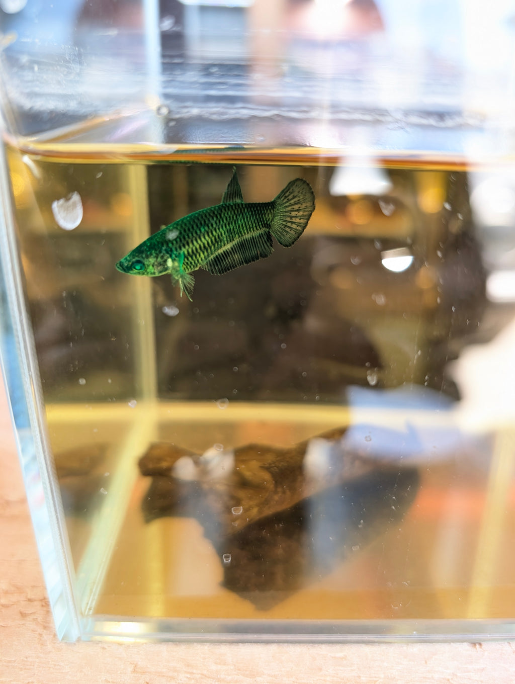 Plakat Green Green Eyed Hulk Betta Female F0005