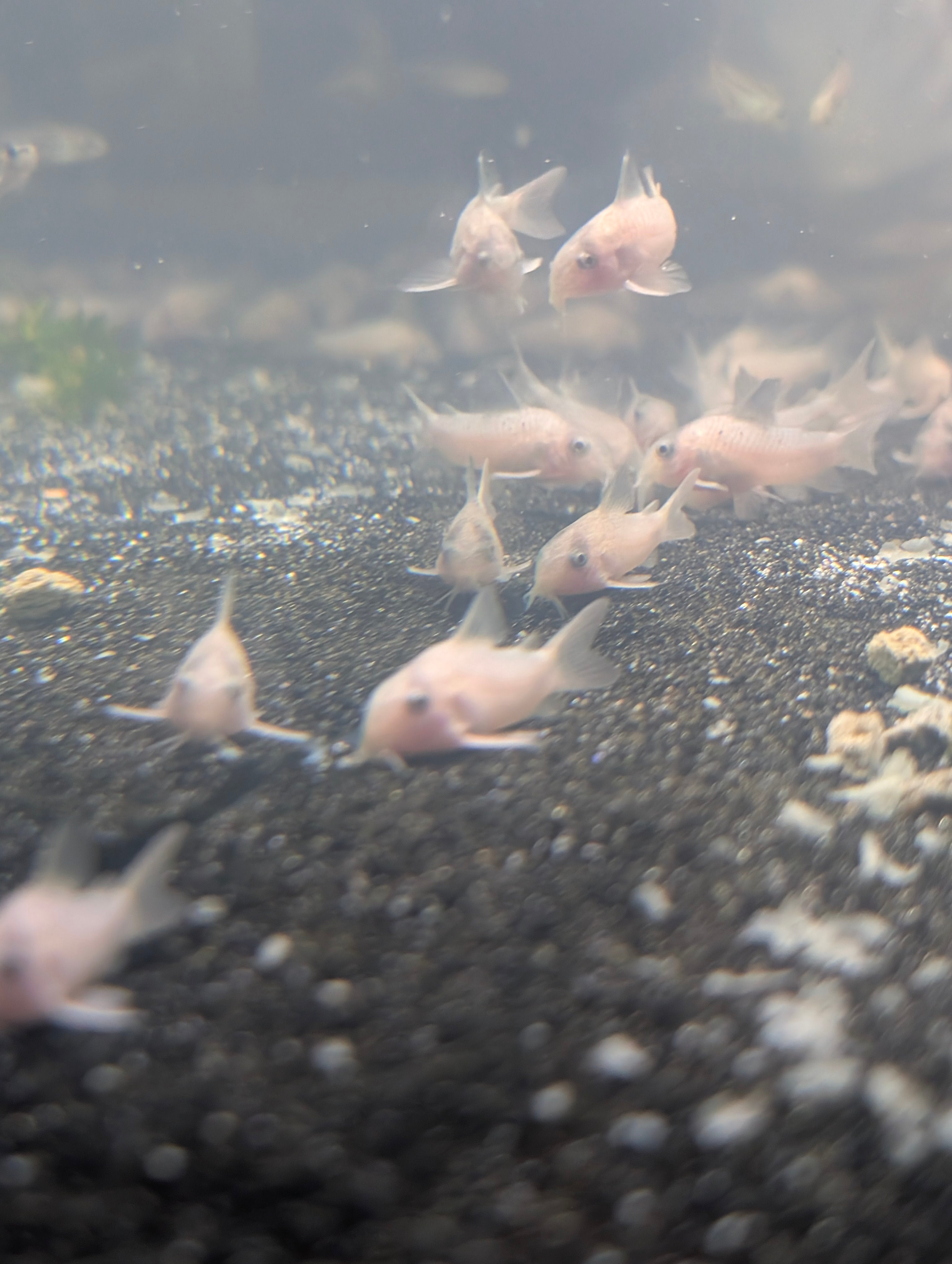 Snow White Panda Corydoras