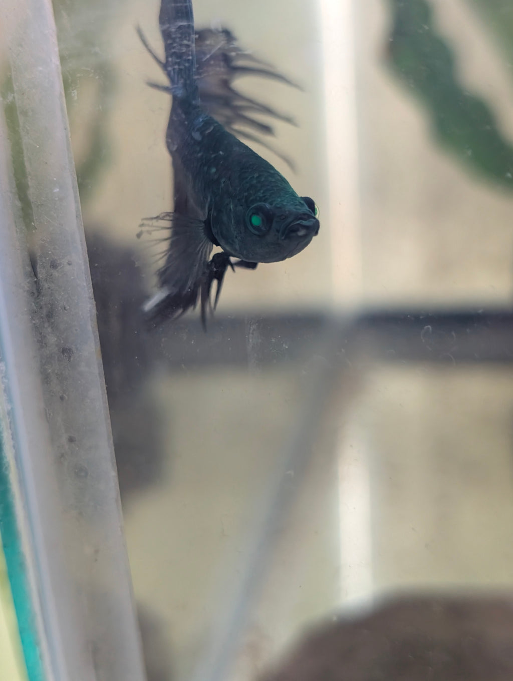 Crown Tail Green Hulk Betta Male M0005