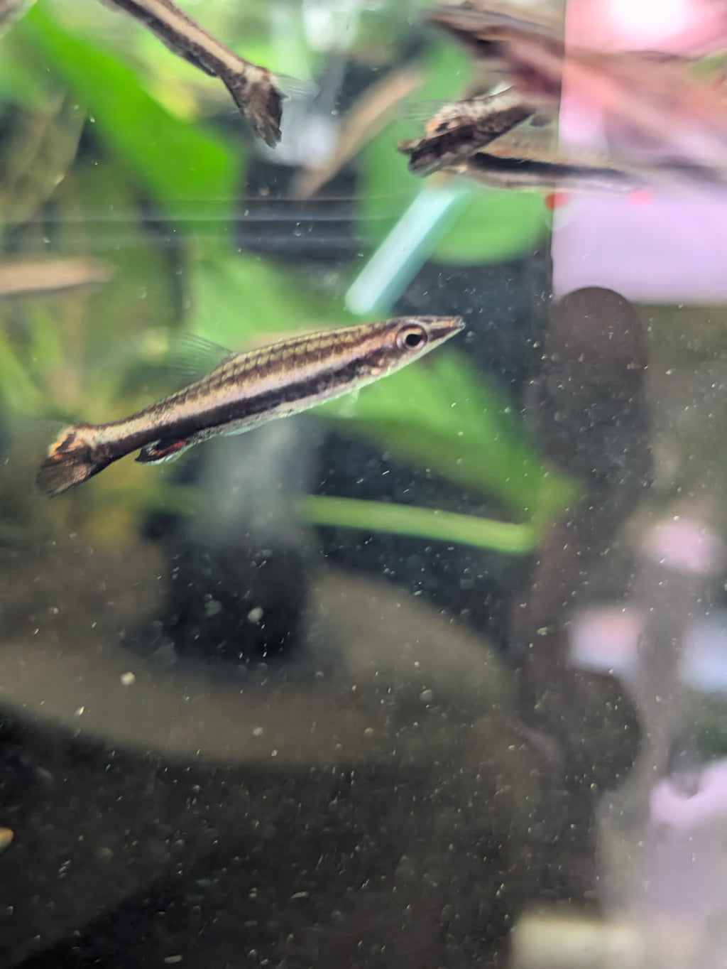 Diptail Hockeystick Pencilfish Nannostomus Eques
