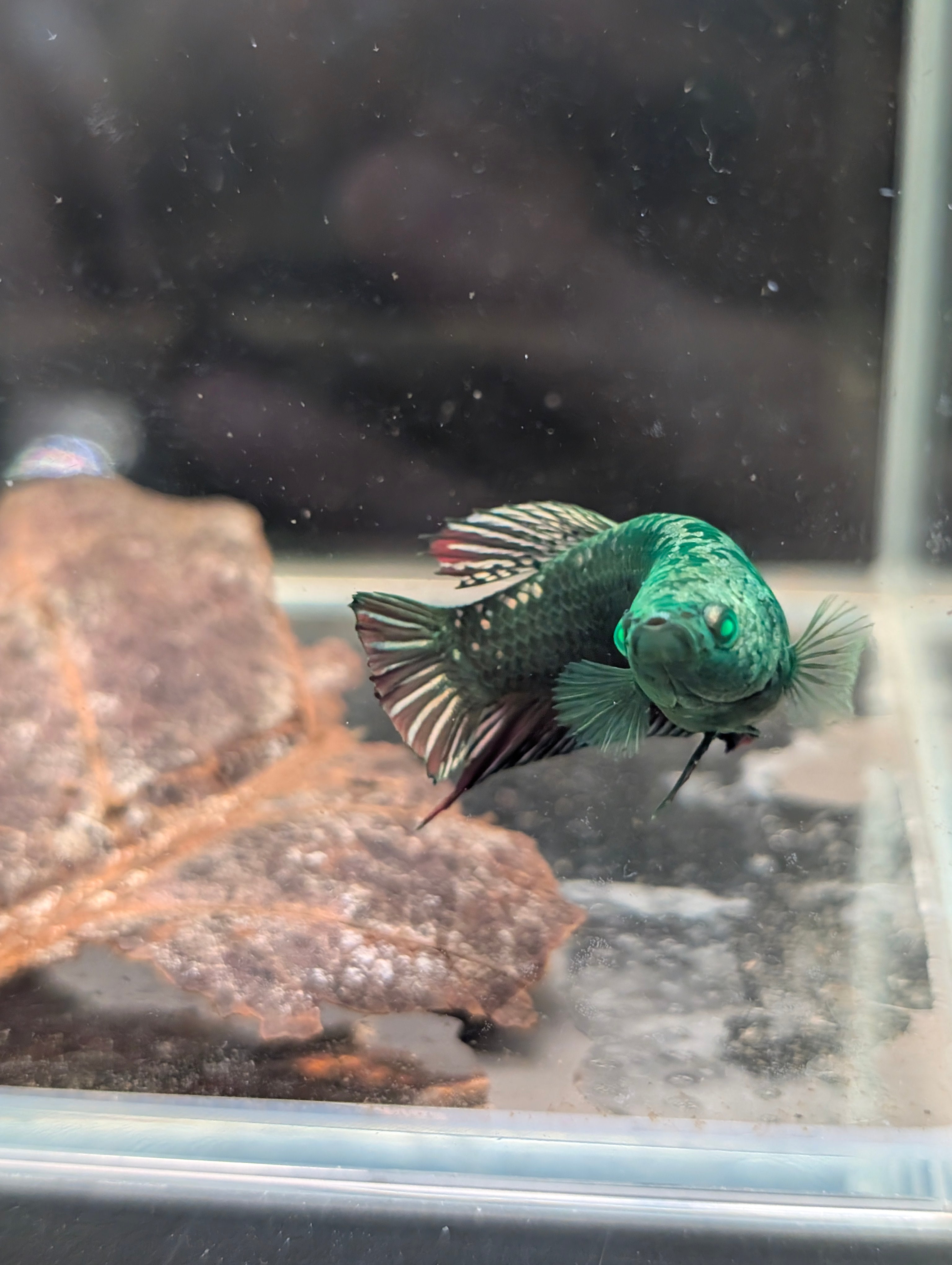 Plakat Green / Red Green Eyed Hulk Betta Female F0004