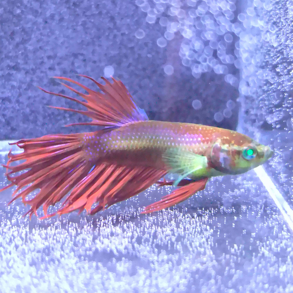 Crowntail Green Eyed Hulk Betta Male M0031