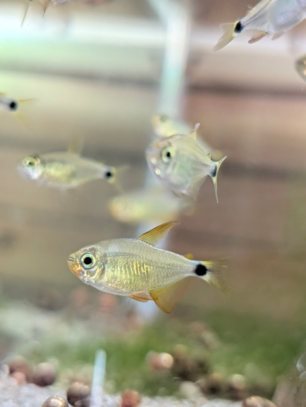 Raccoon Tetra