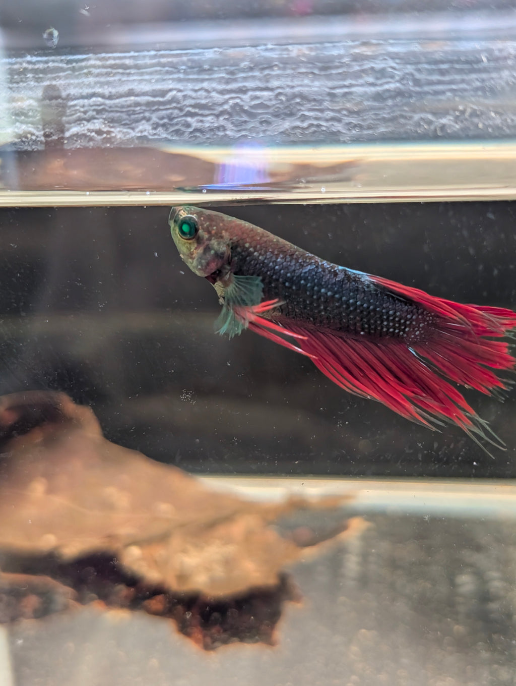 Crown Tail Red/Blue/Green Green Eyed Hulk Betta Male M0012