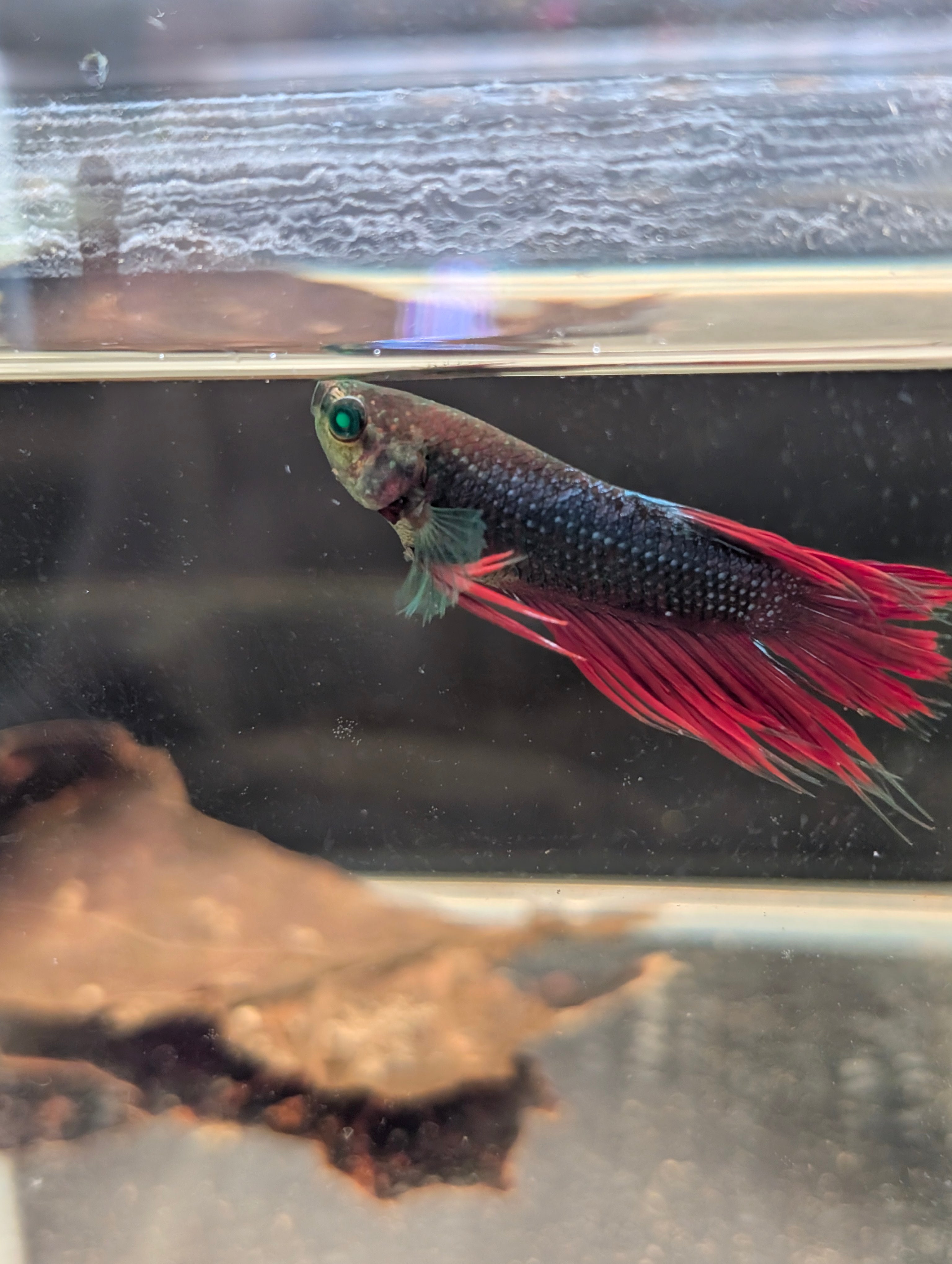 Crown Tail Red/Blue/Green Green Eyed Hulk Betta Male M0012