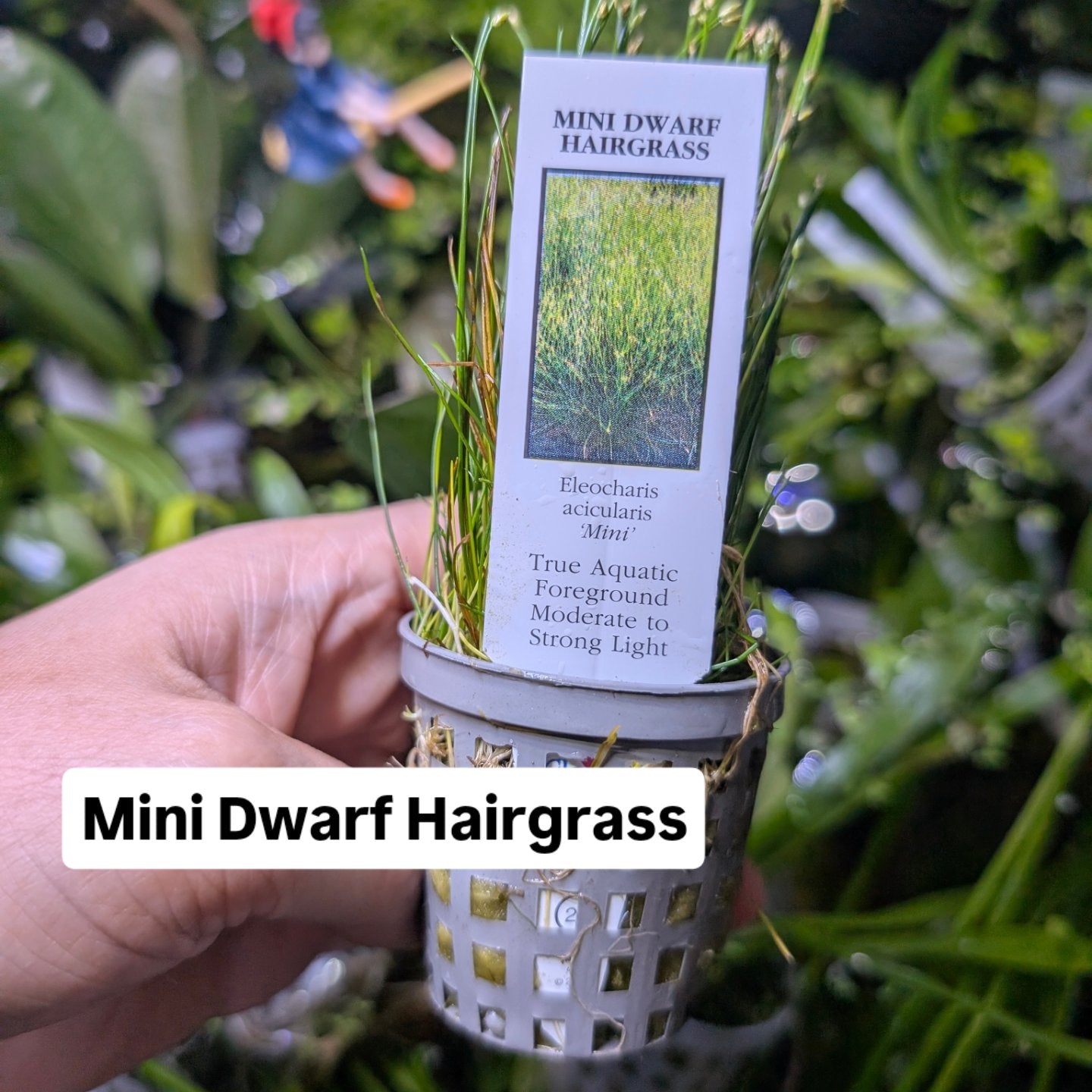 Mini Dwarf Hairgrass - Eleocharis Acicularis 'Mini'