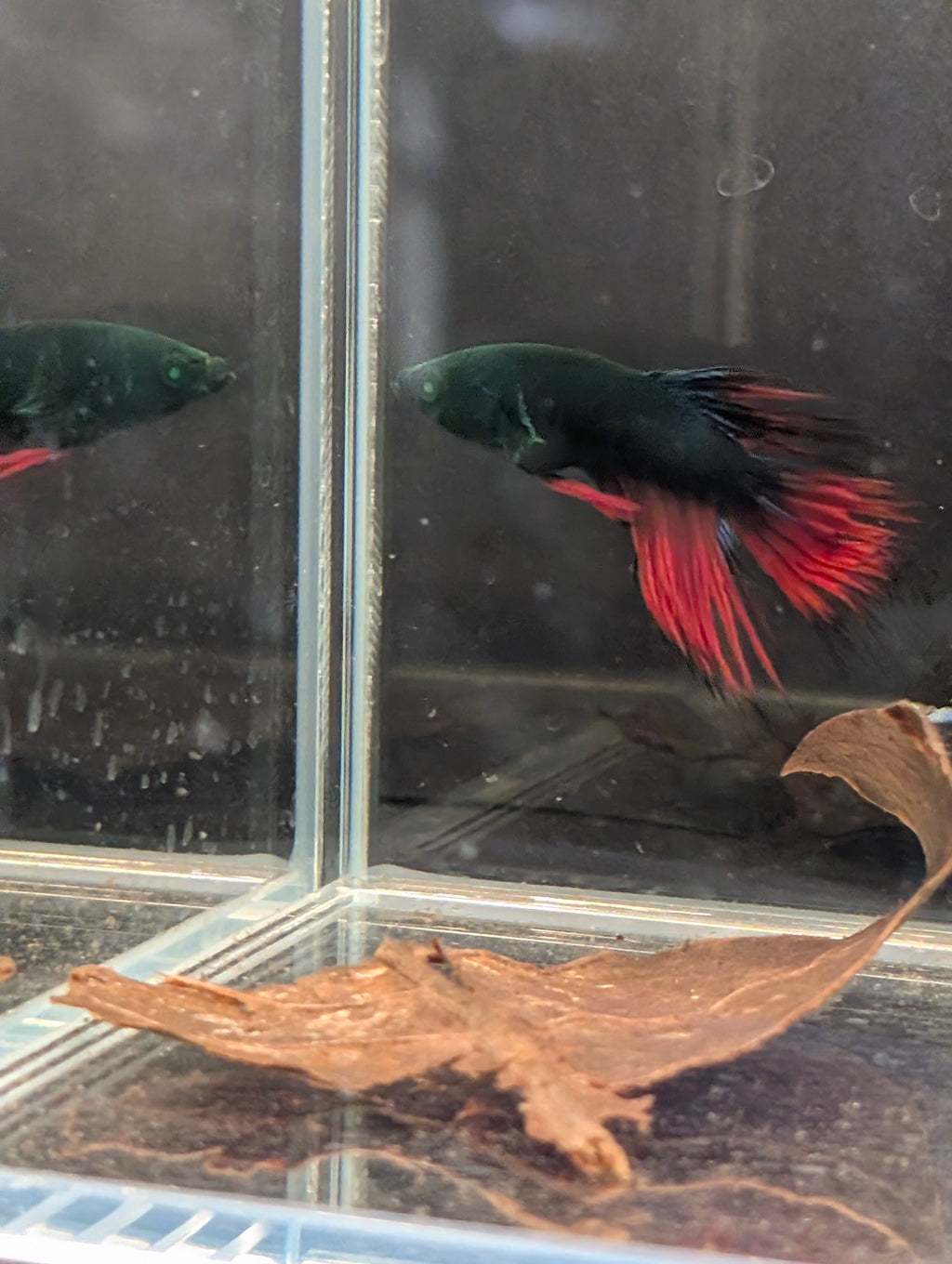 Crown Tail Red/Blue/Green Green Eyed Hulk Betta Male M0014