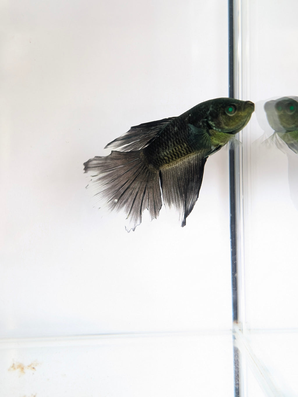 Halfmoon Green / Black Green Eyed Hulk Betta Male M0021