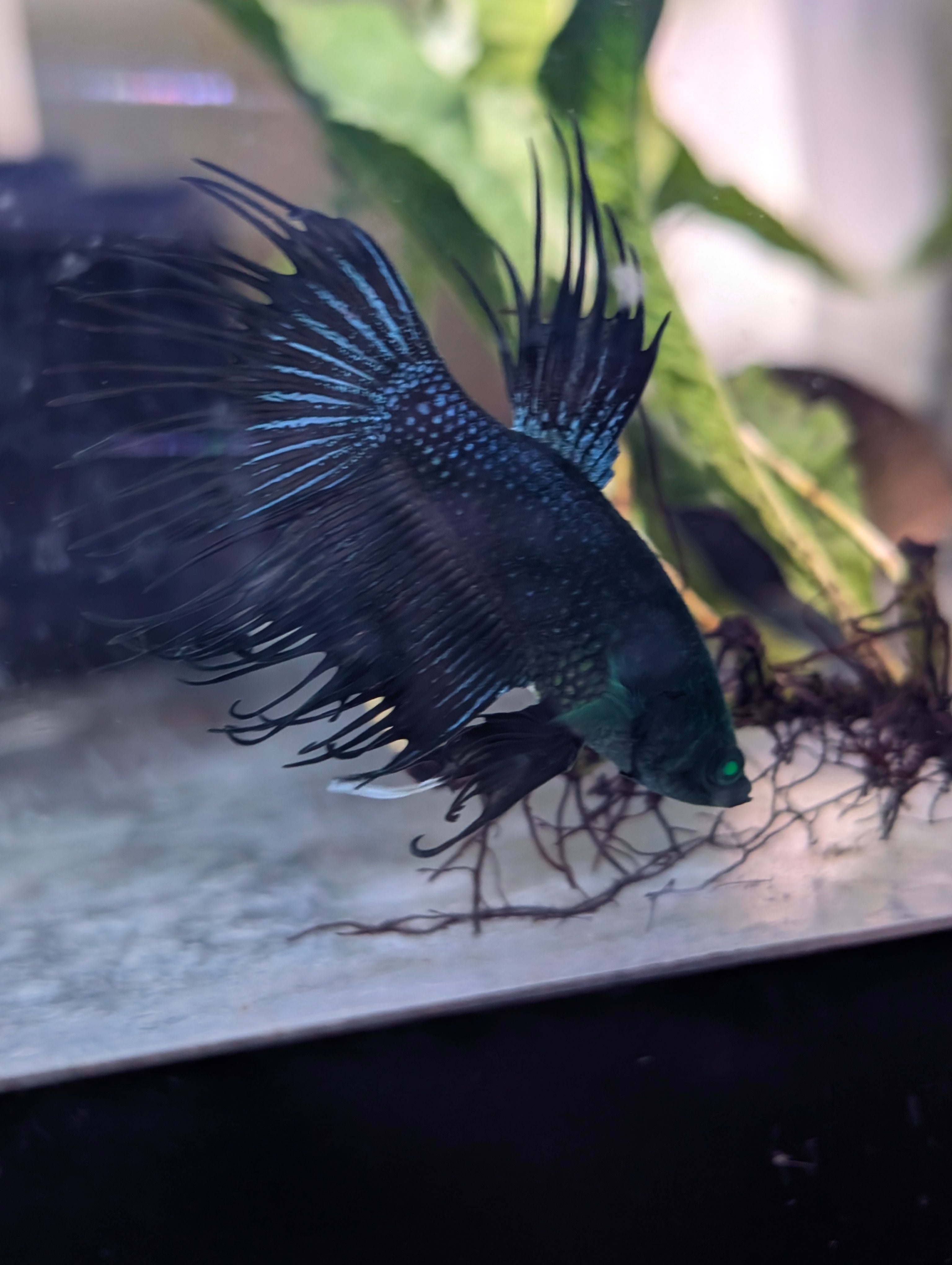 Crown Tail Green Blue Hulk Betta (Male) MC003