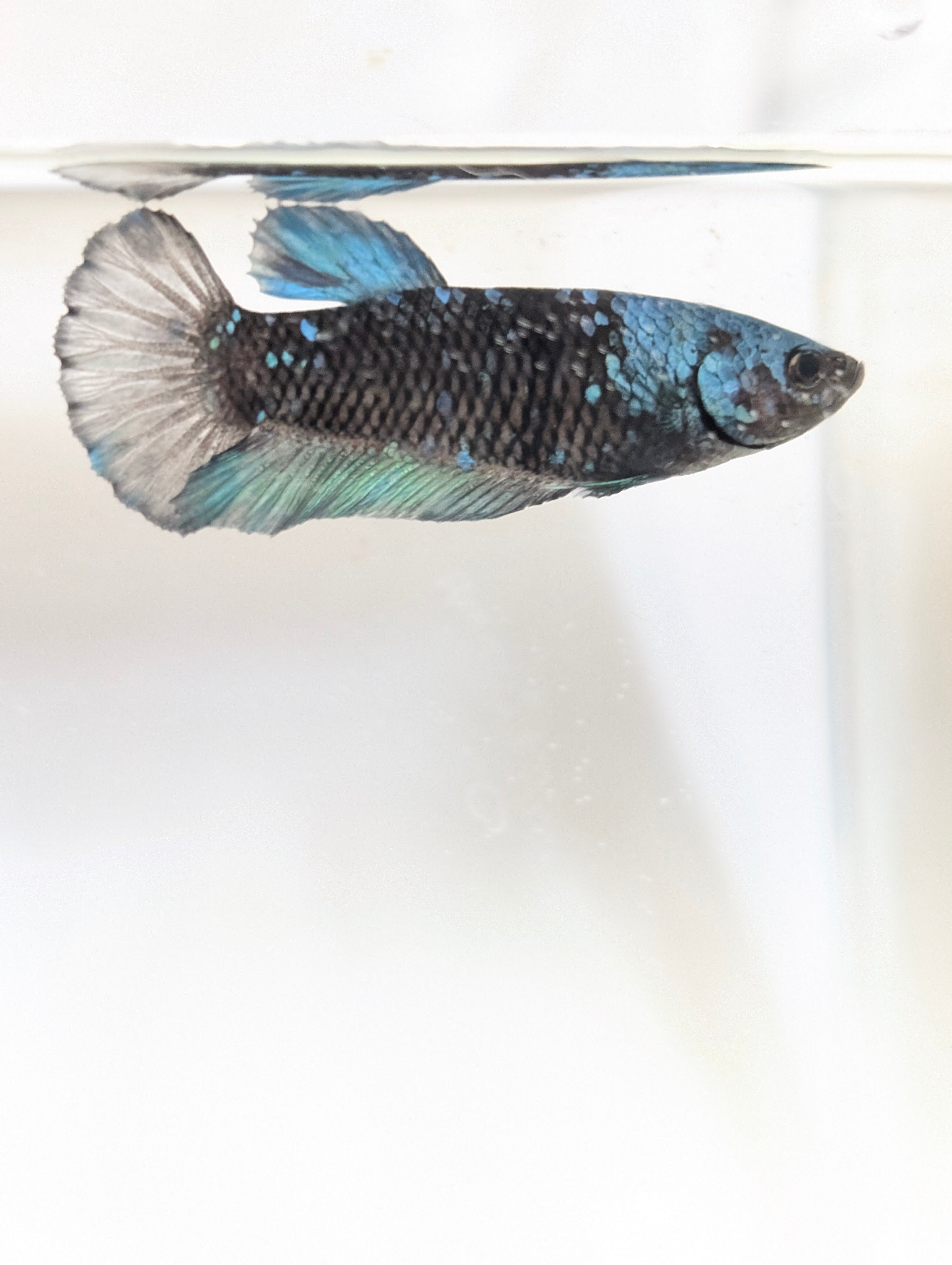 Female Halfmoon Plakat Avatar Betta F0015