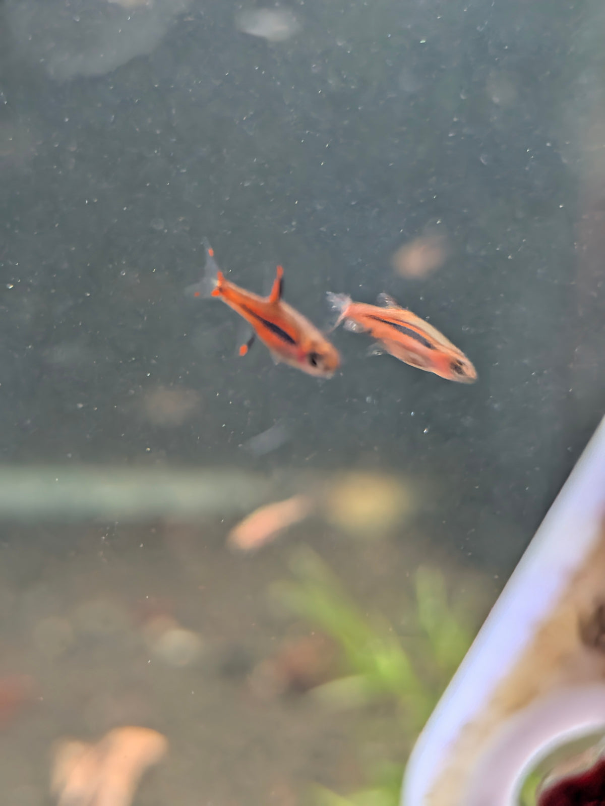 Chili Rasboras