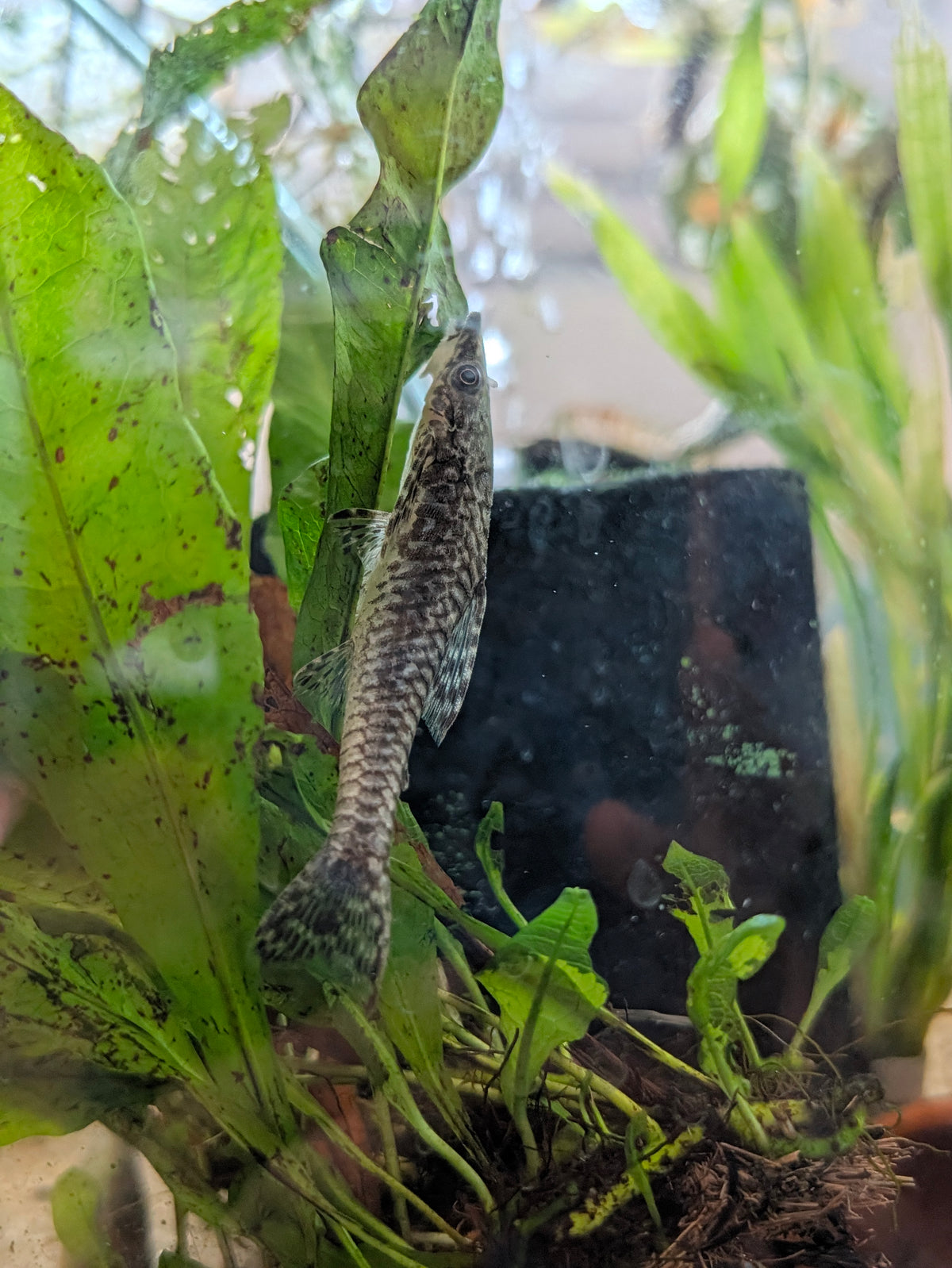 Giant Otocinclus Hypoptopoma Gulare