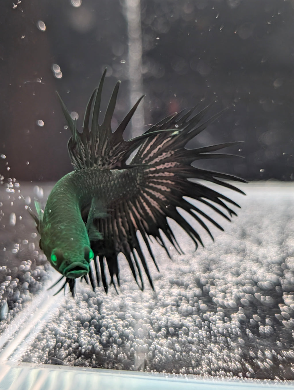 Crown Tail Green Hulk Betta (Male) MC001