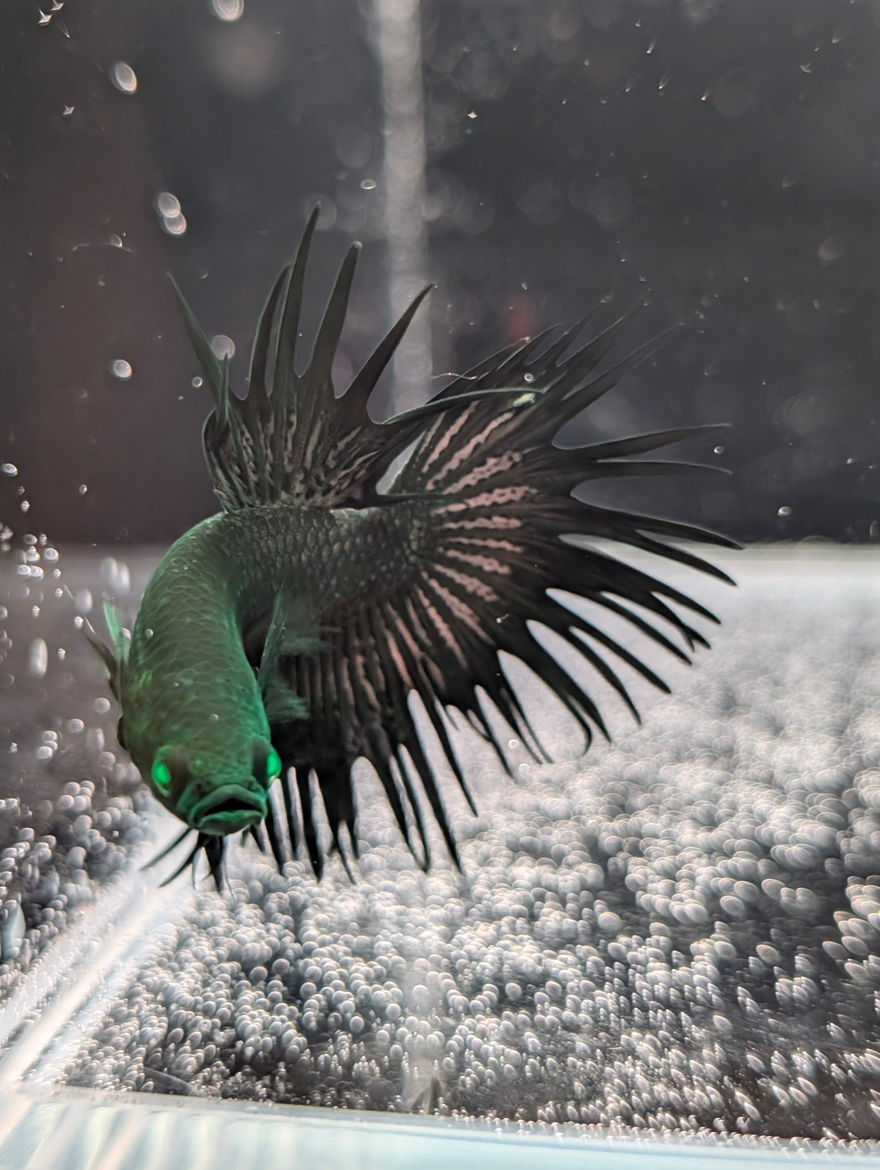 Crown Tail Green Hulk Betta (Male) MC001