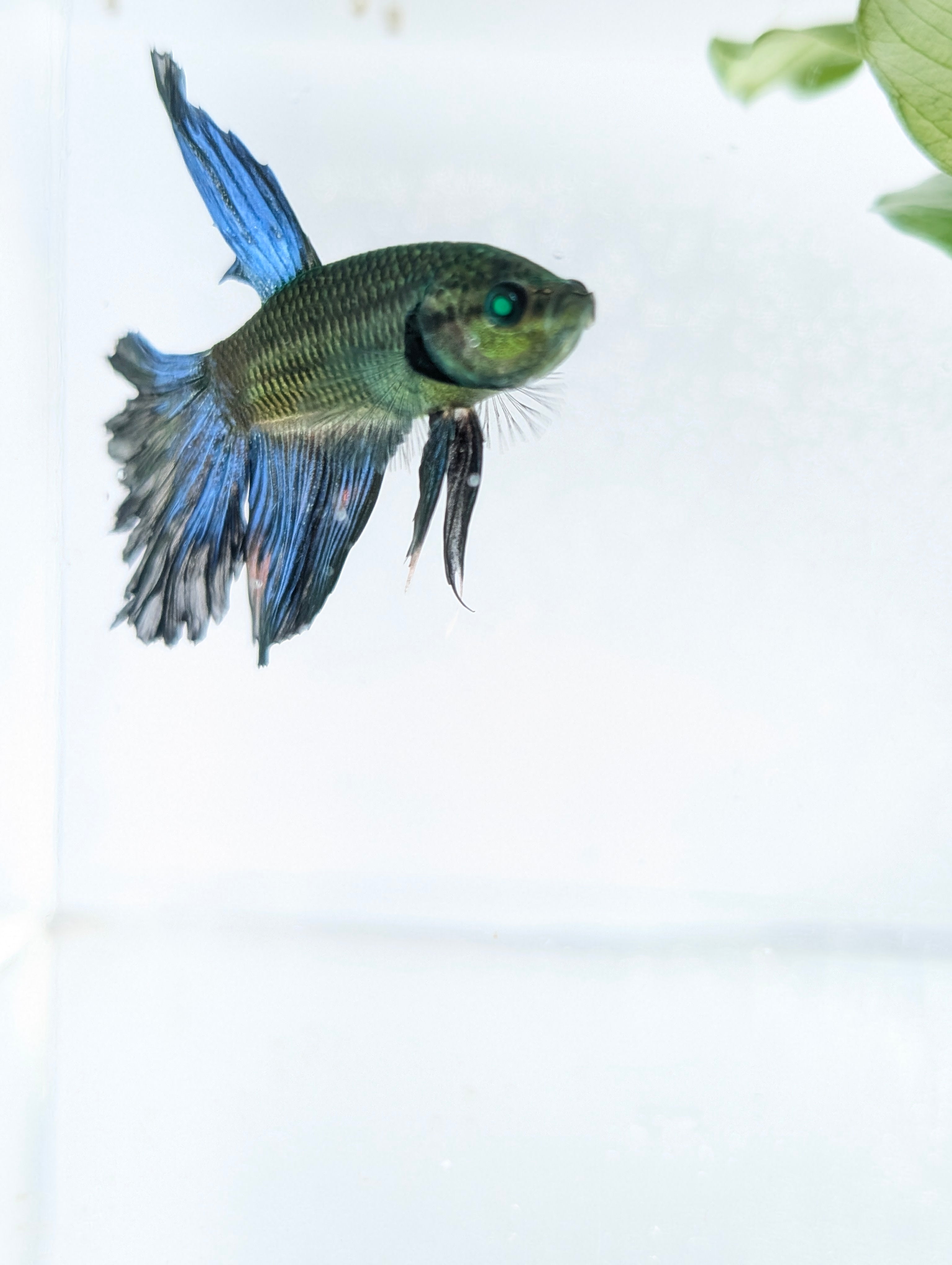 Halfmoon Green / Blue / Black Green Eyed Hulk Betta Male M0017