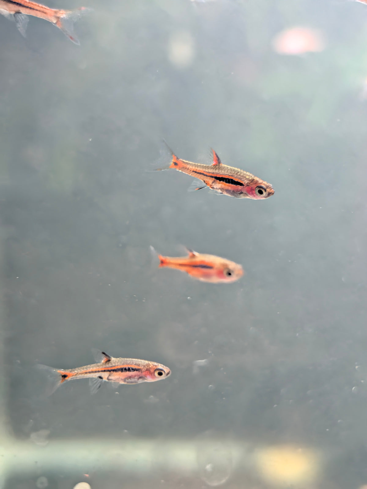 Chili Rasboras