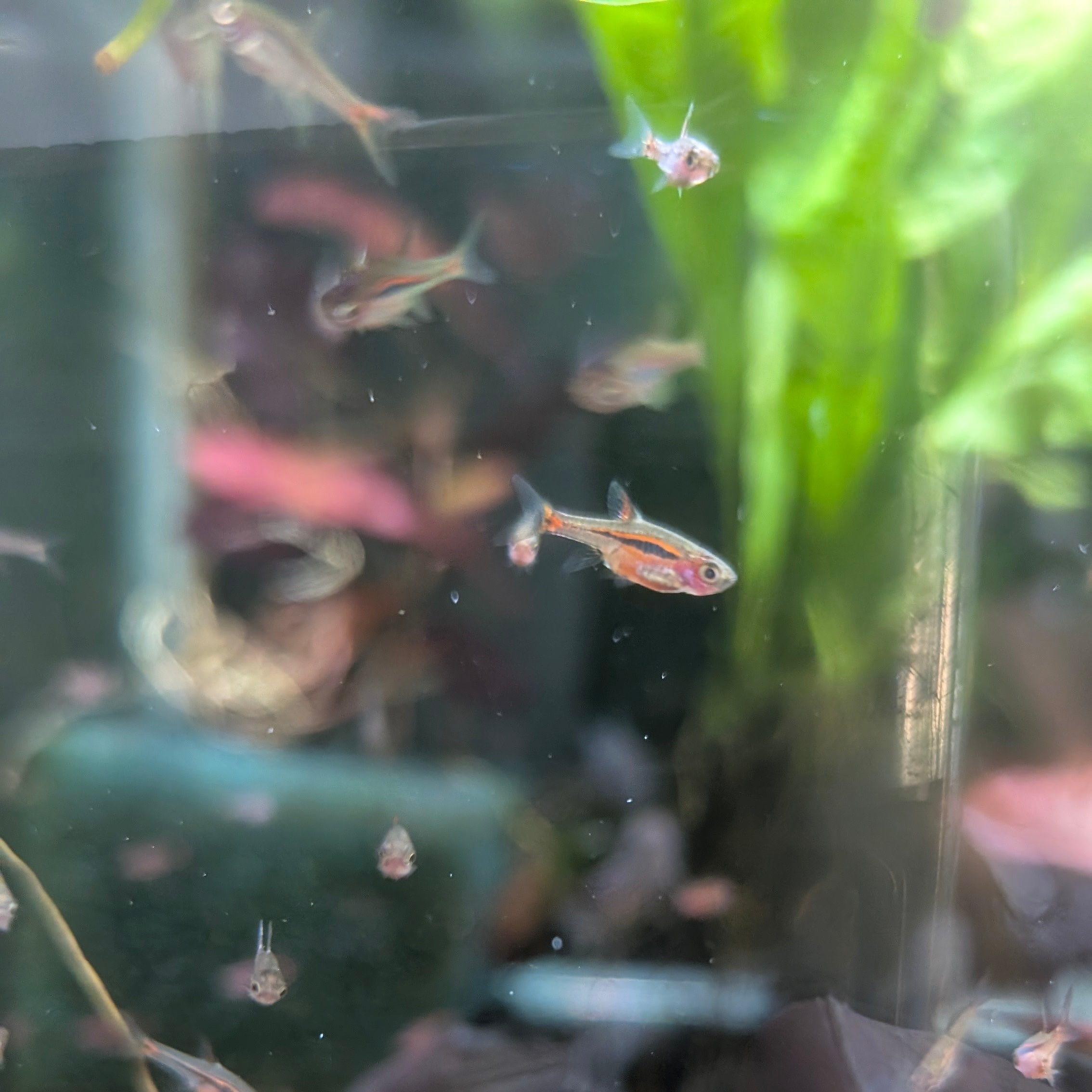 Chili Rasboras