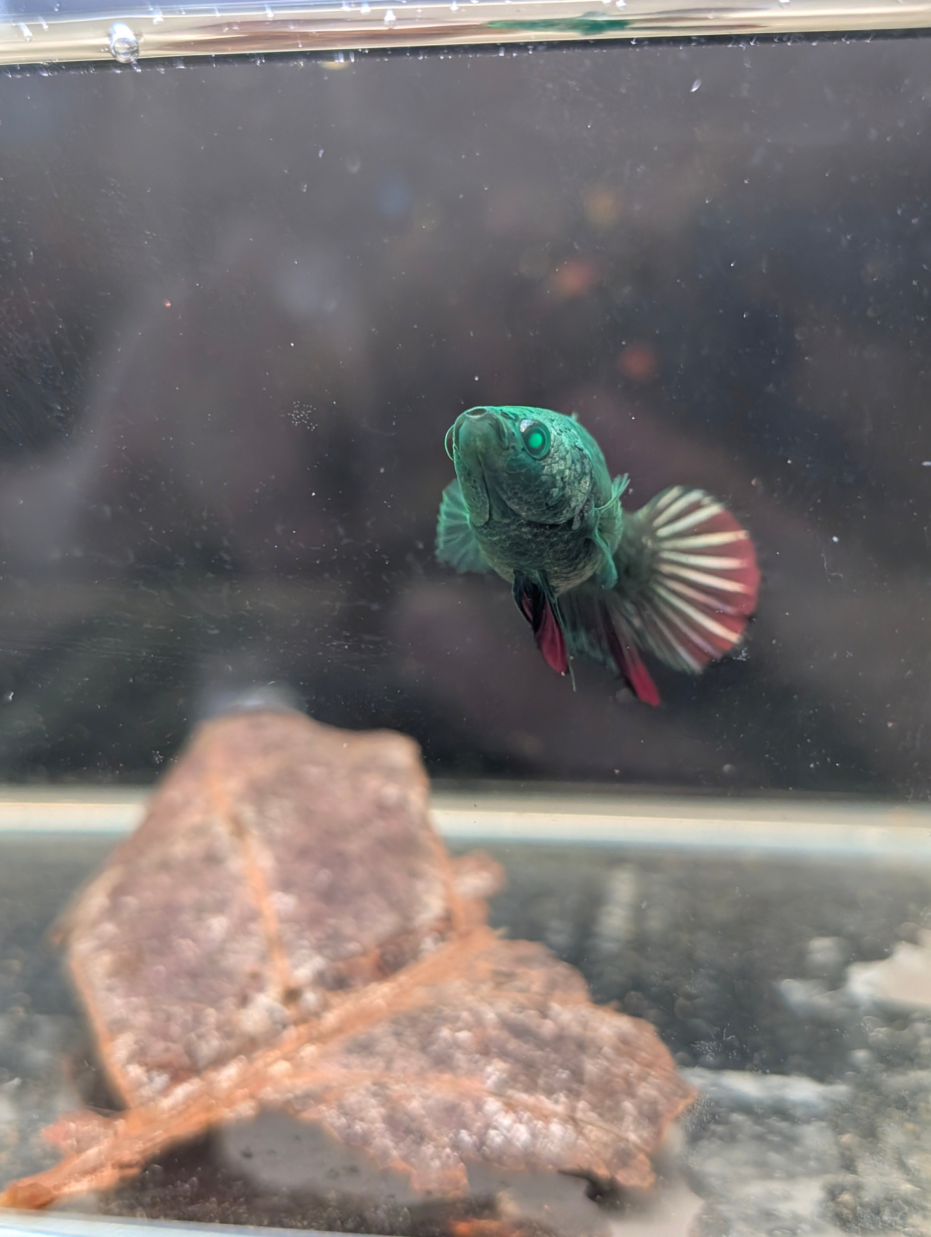 Plakat Green / Red Green Eyed Hulk Betta Female F0004