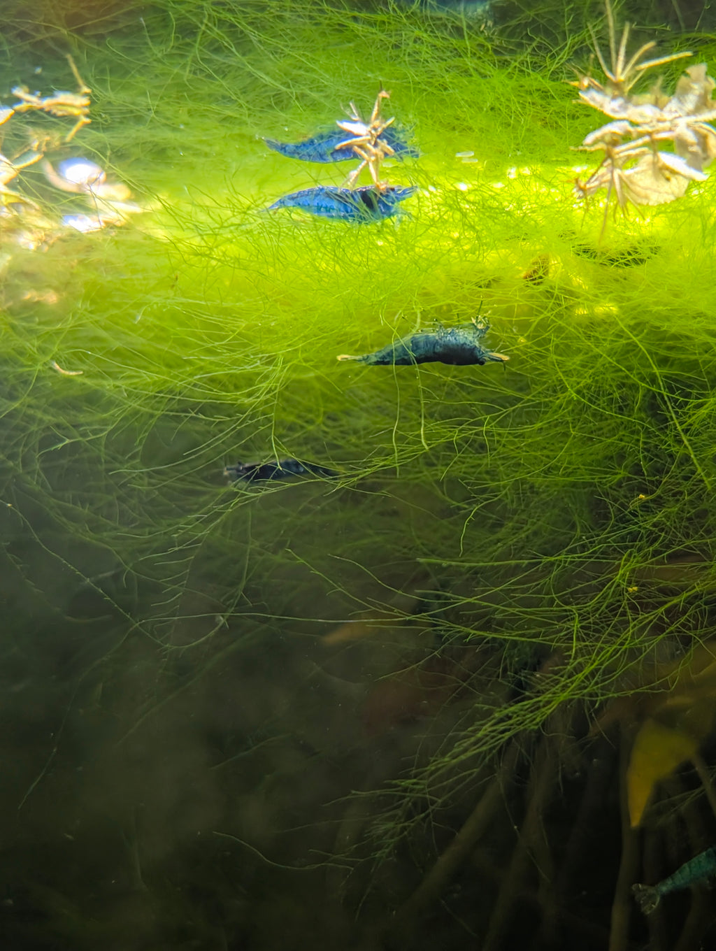 Blue Diamond Neocaridina Shrimp