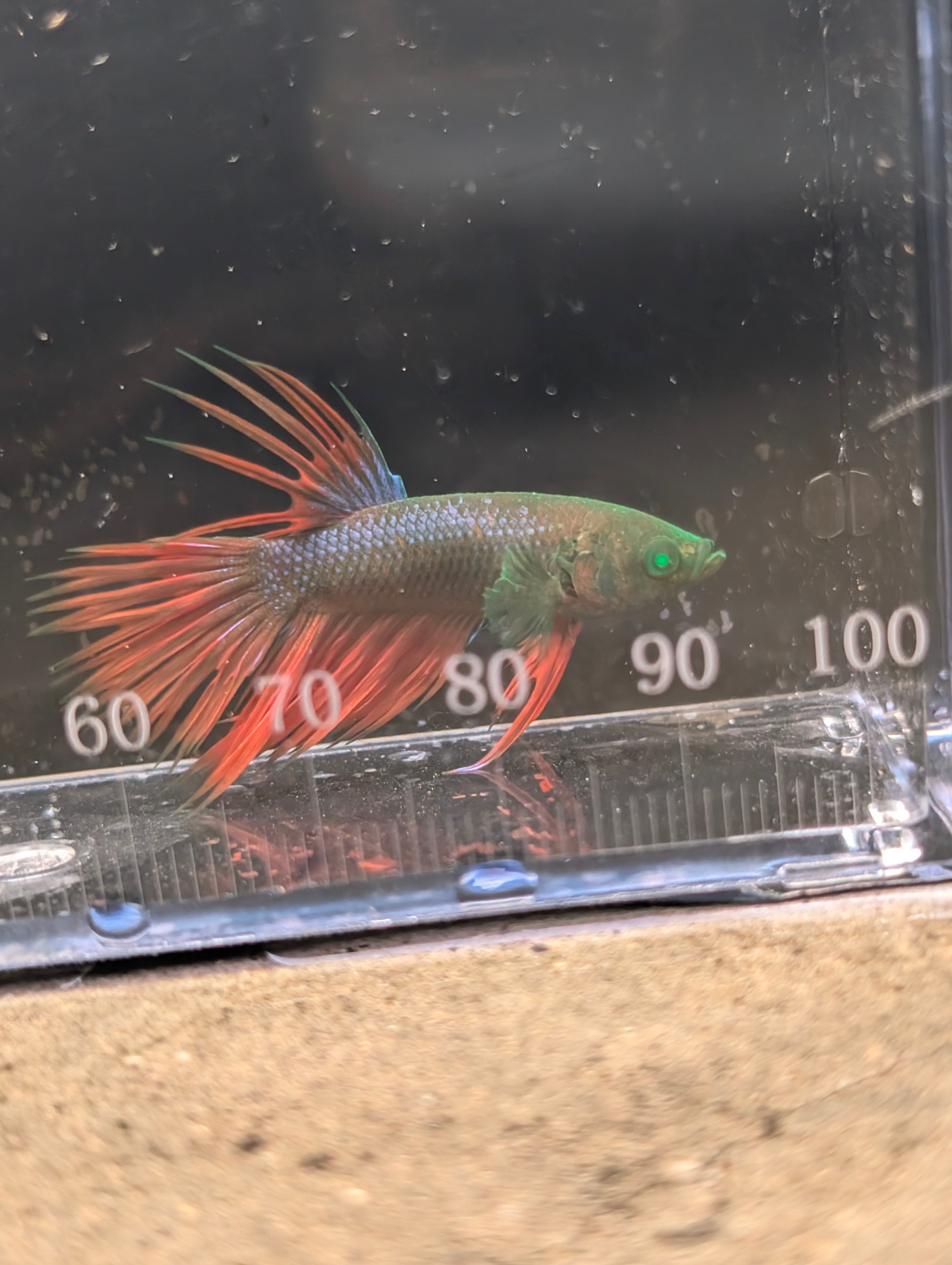Crown Tail Red and Green Hulk Betta Male M0011