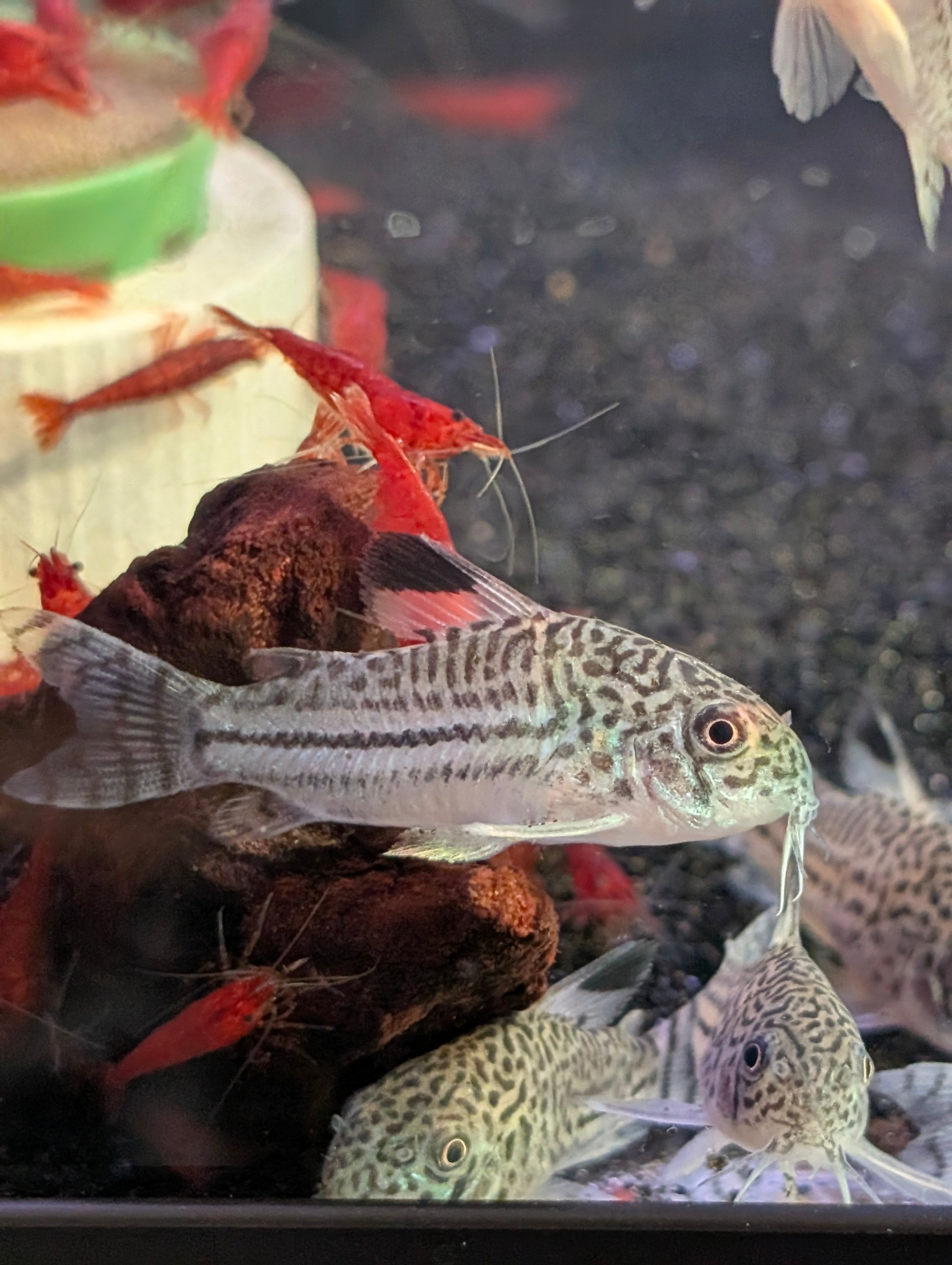 Leopard Julii Corydoras