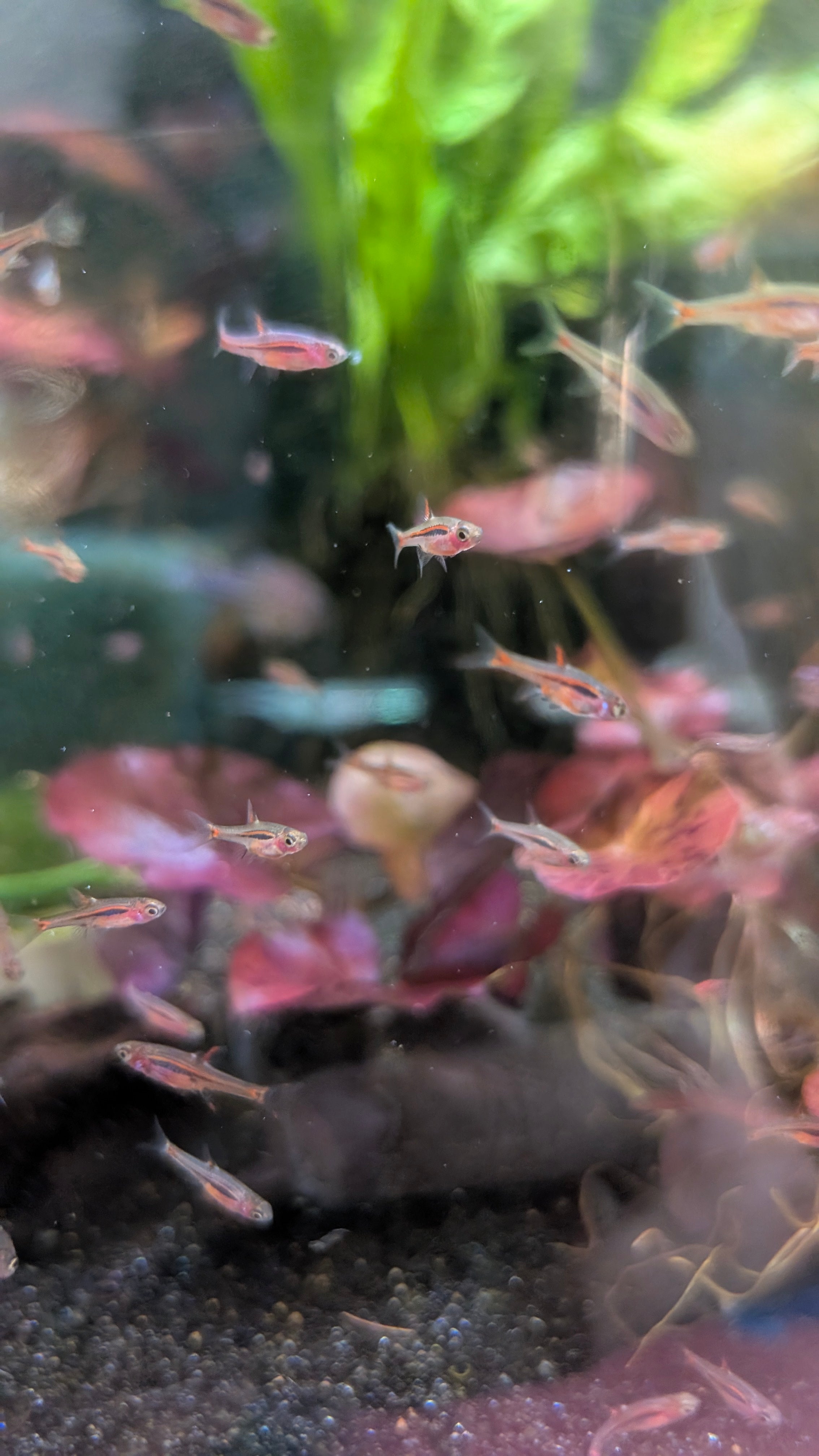 Chili Rasboras