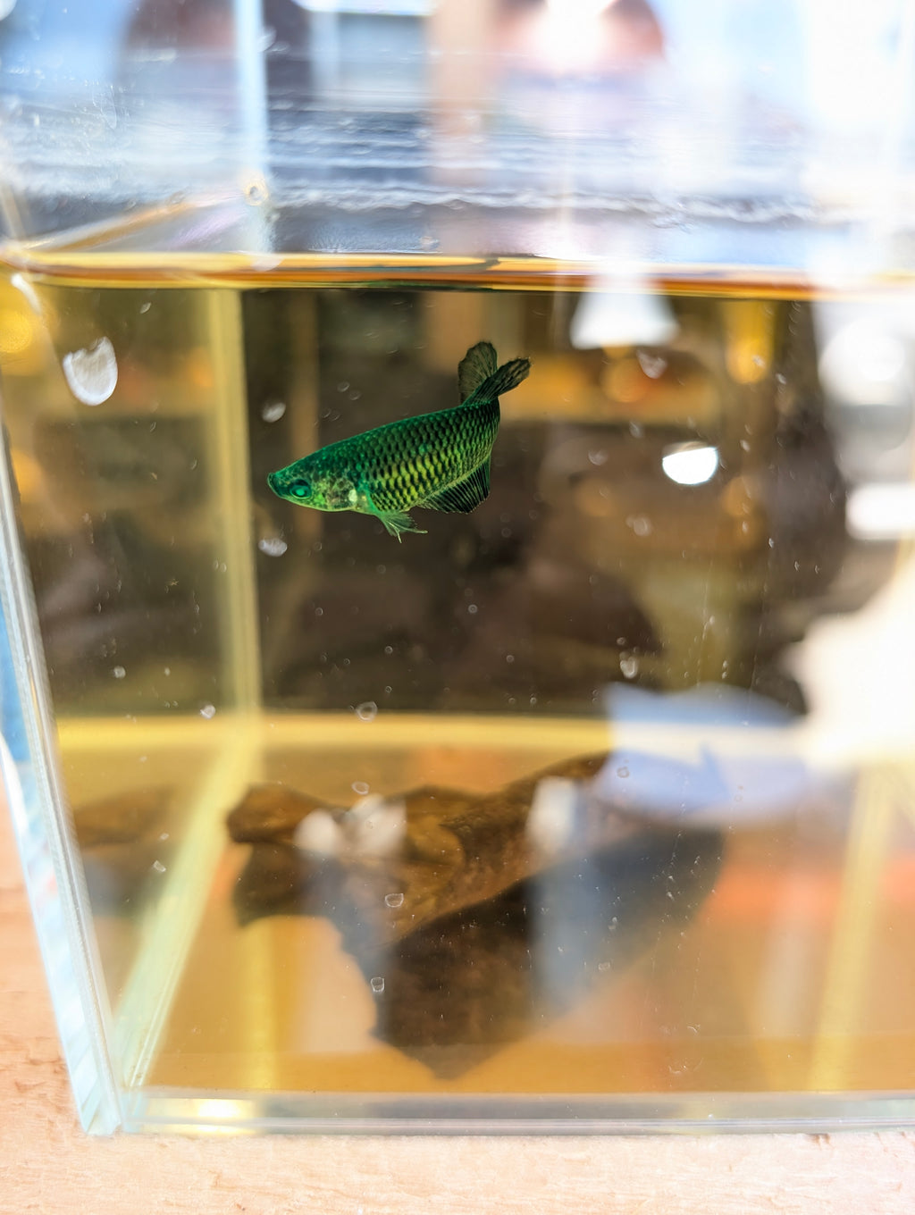 Plakat Green Green Eyed Hulk Betta Female F0005