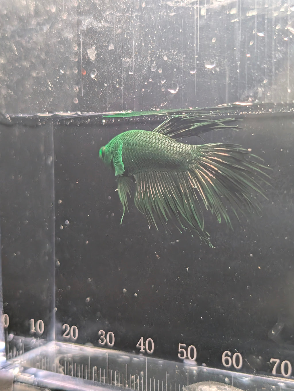 Crown Tail Green Hulk Betta Male M0007