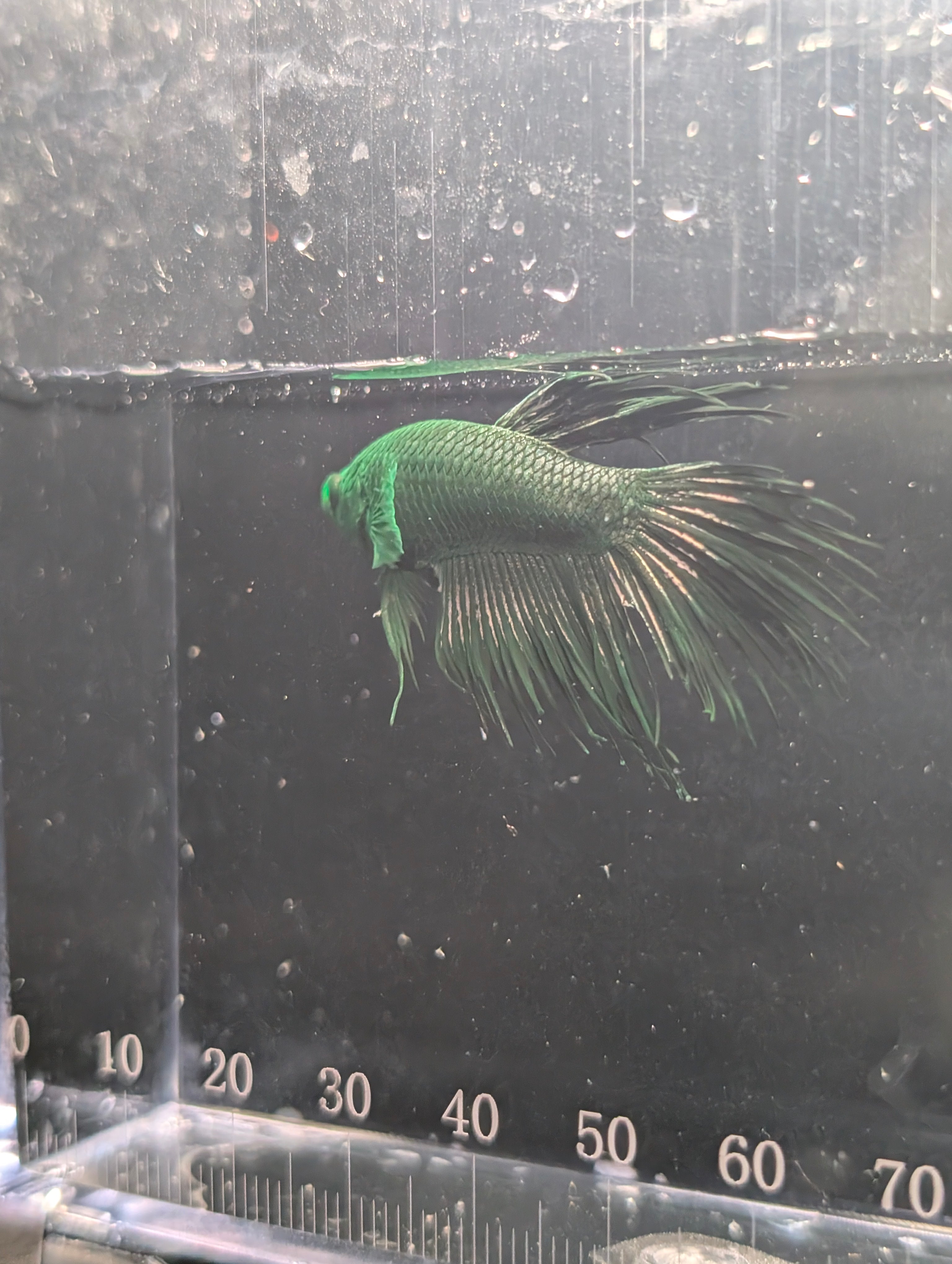 Crown Tail Green Hulk Betta Male M0007