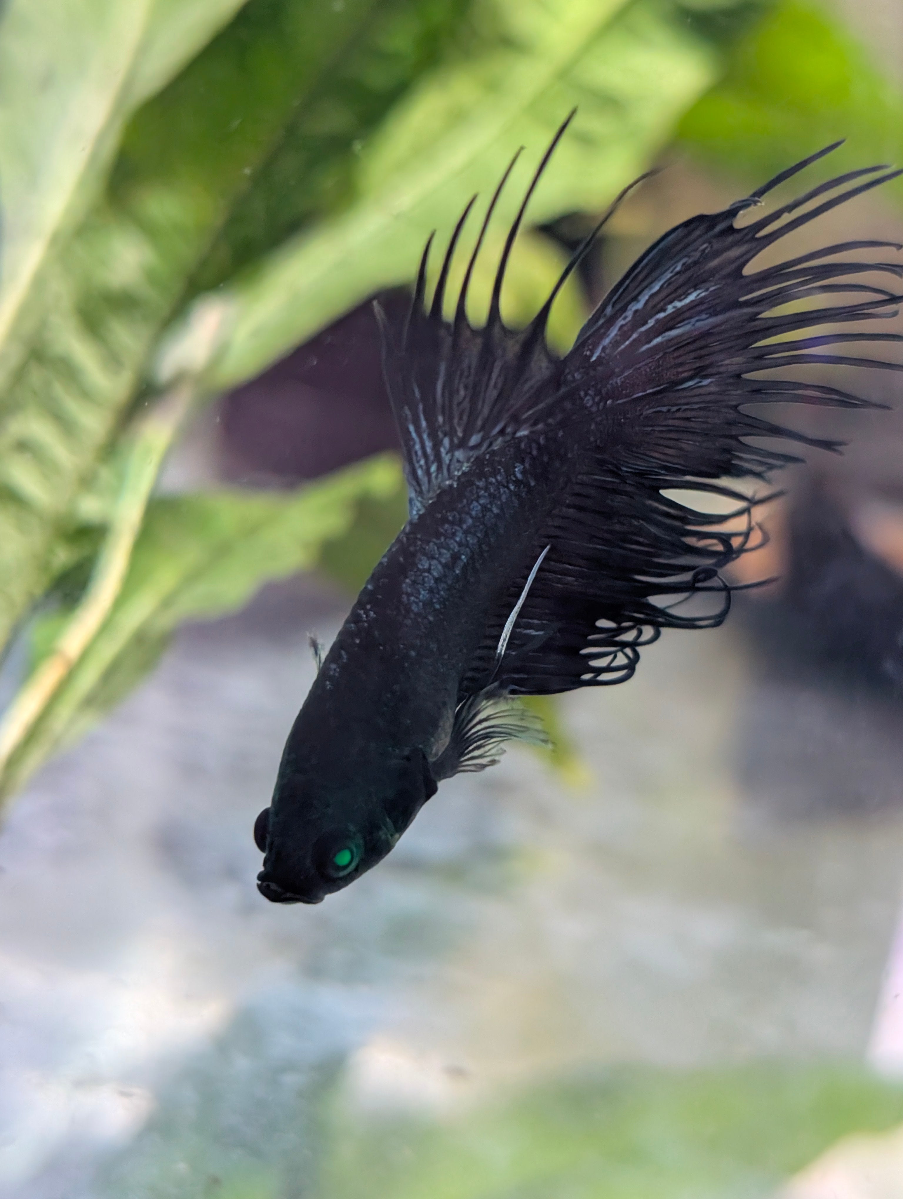 Crown Tail Green Blue Hulk Betta (Male) MC003
