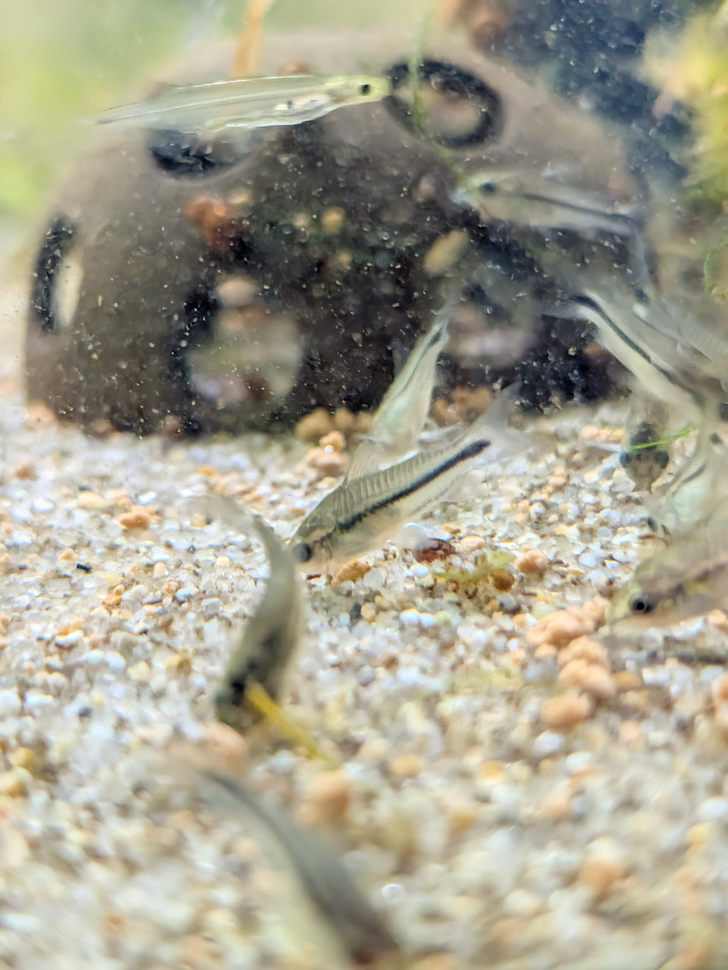 Pygmy Corydoras Gastrodermus Pygmaeus