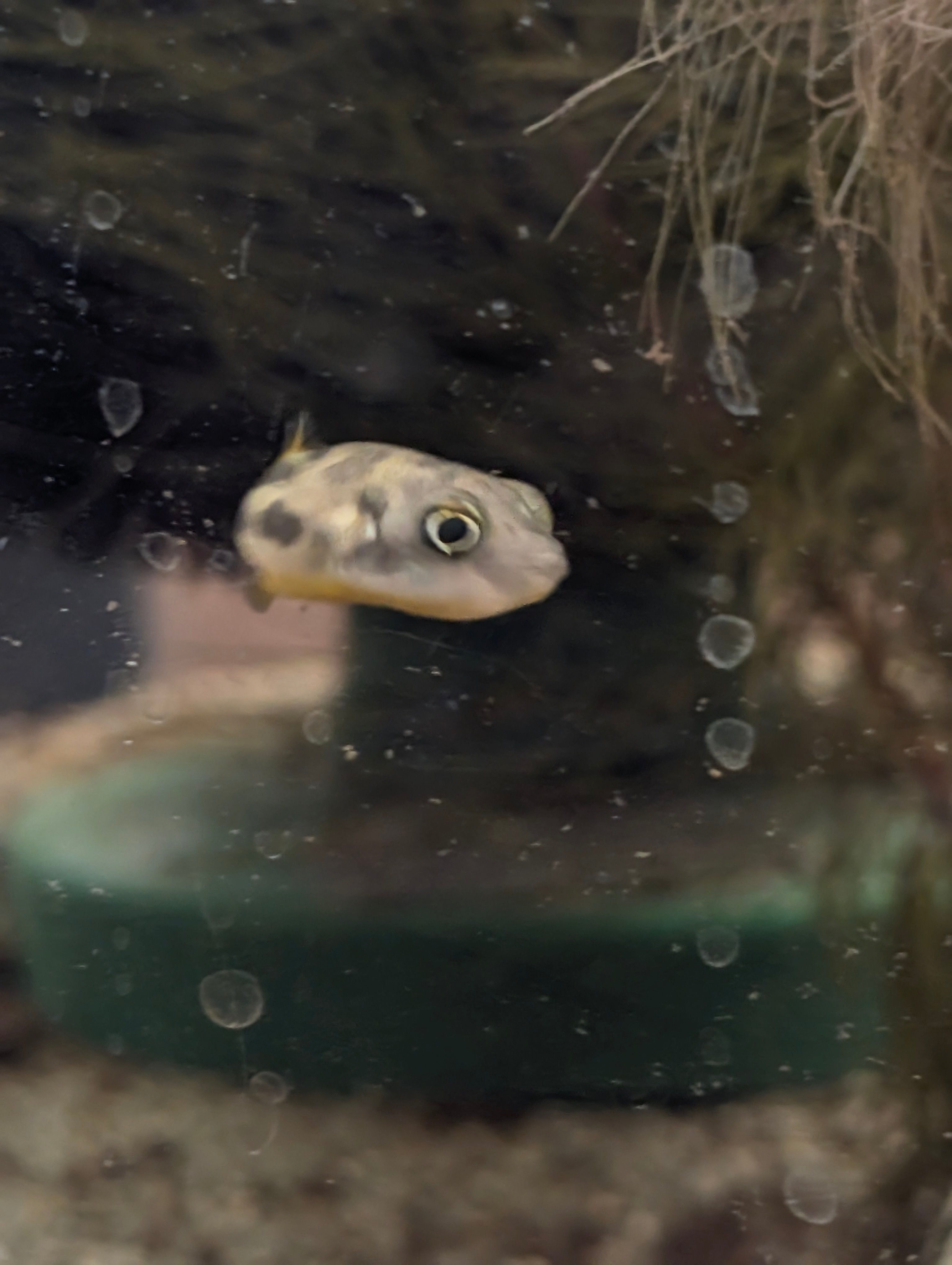 Pea Puffer