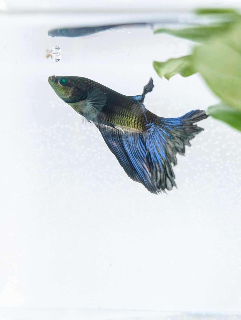 Halfmoon Green / Blue / Black Green Eyed Hulk Betta Male M0017