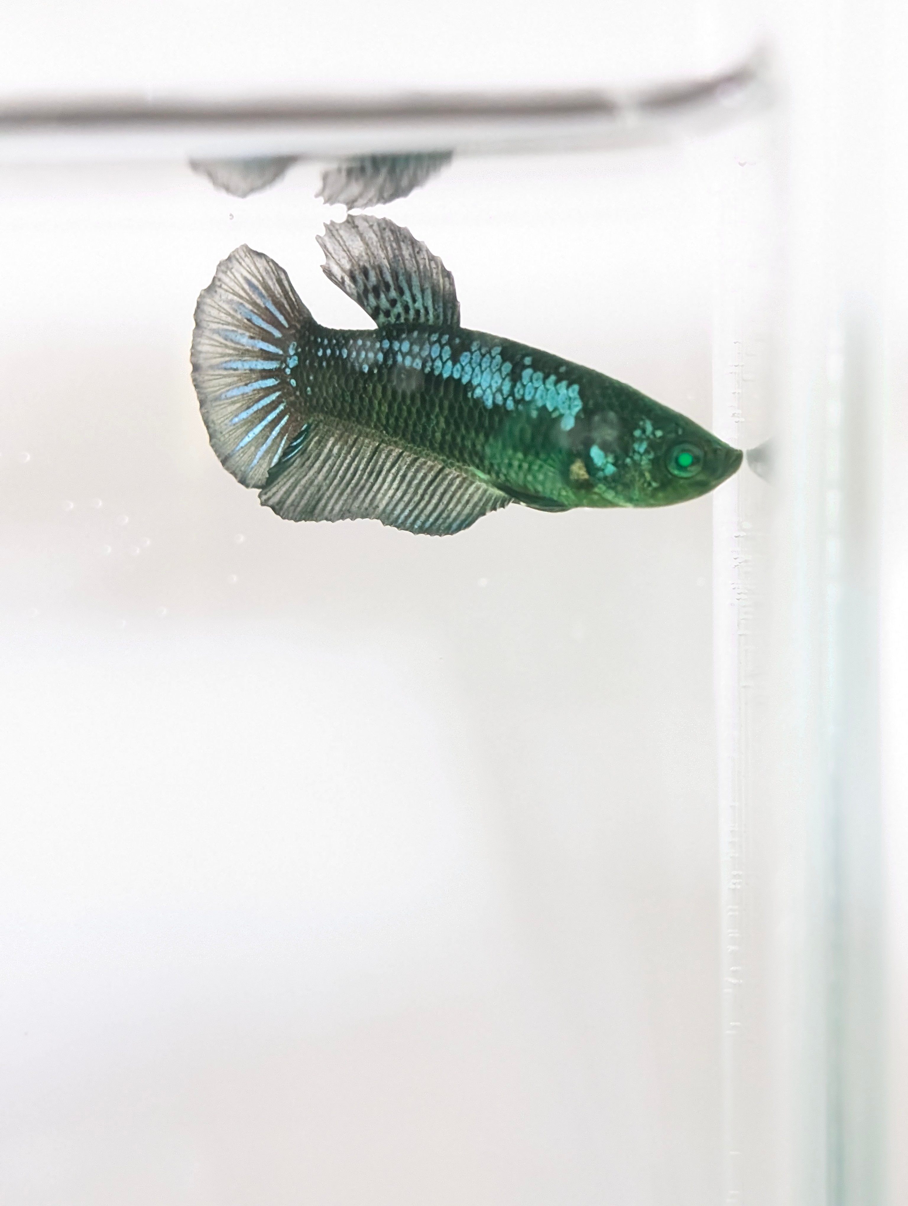 Plakat Green Eye Hulk Female F0012
