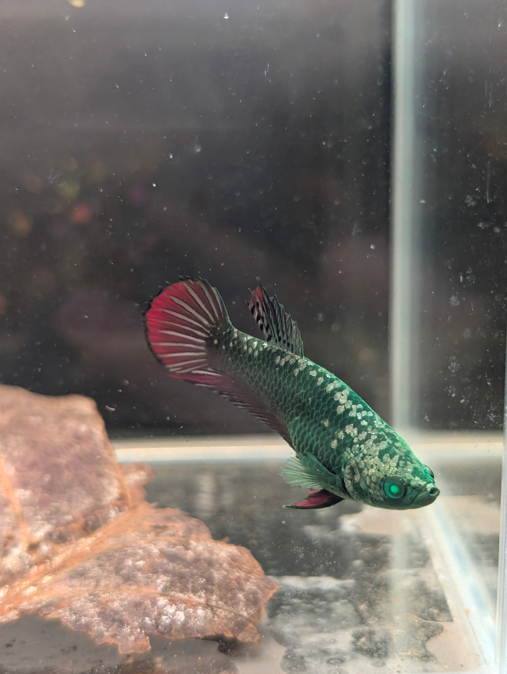 Plakat Green / Red Green Eyed Hulk Betta Female F0004
