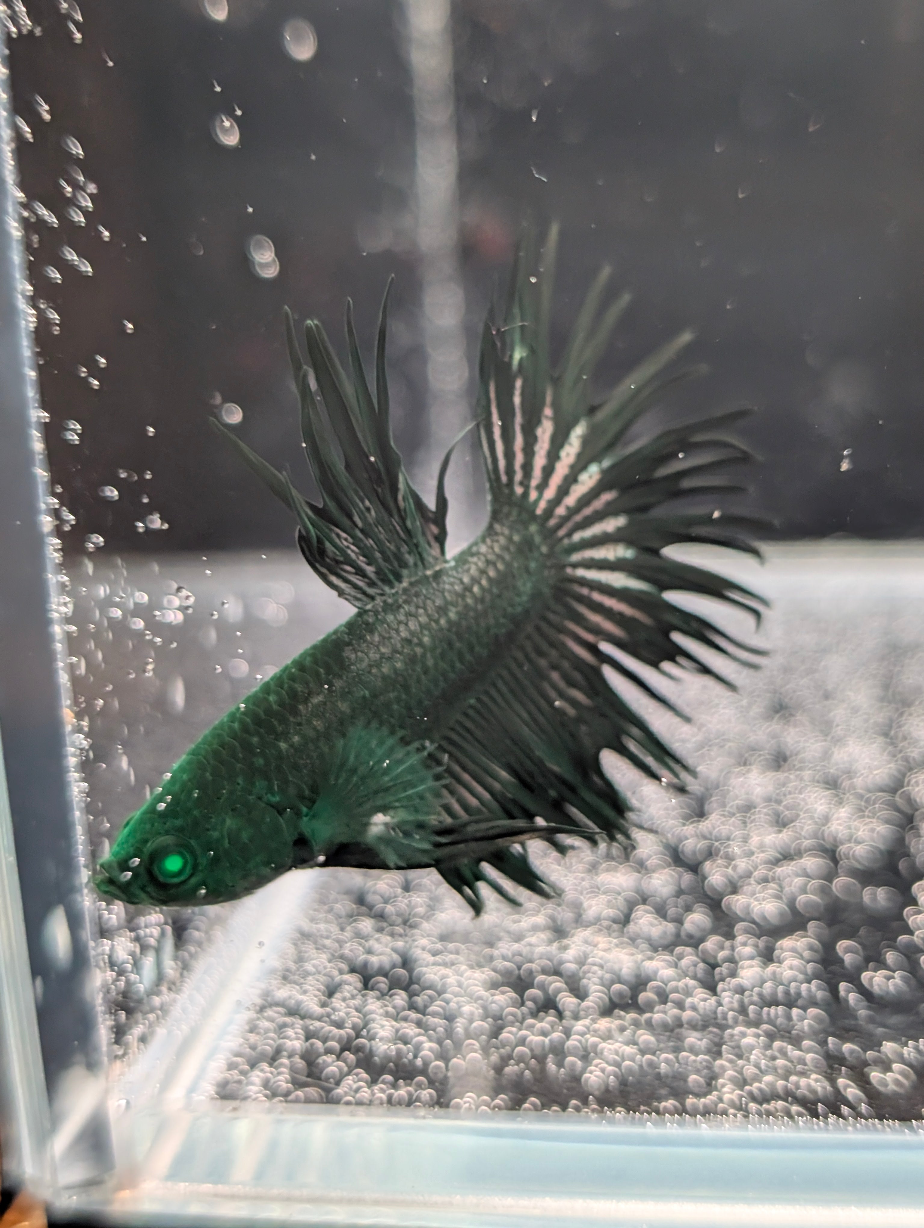 Crown Tail Green Hulk Betta (Male) MC001