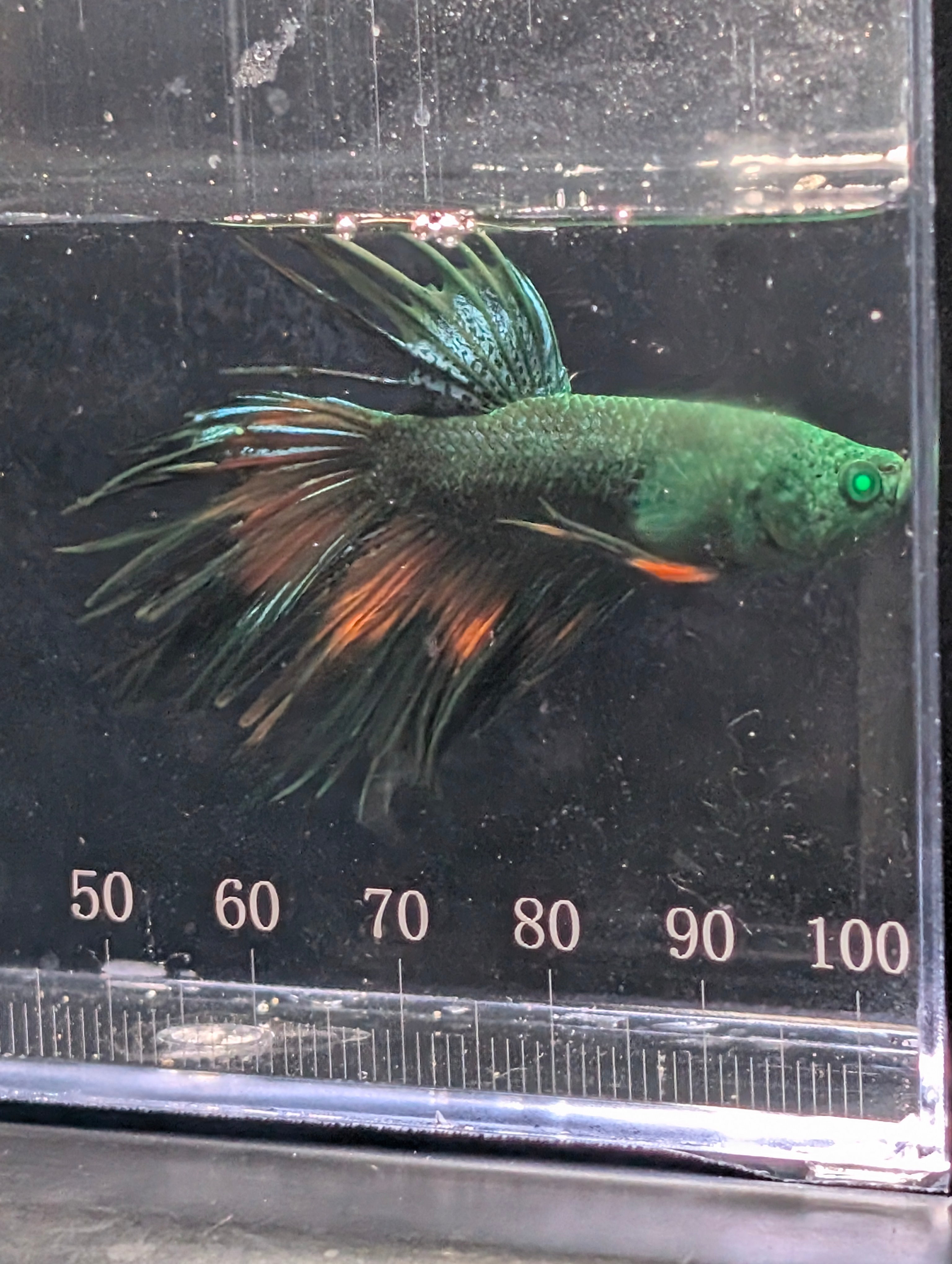 Crown Tail Green Hulk Betta Male M0006