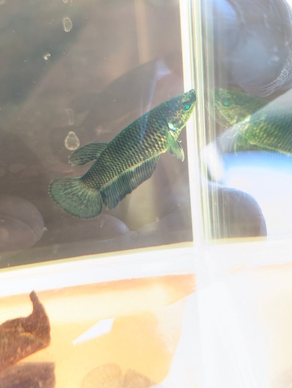Plakat Green Green Eyed Hulk Betta Female F0005