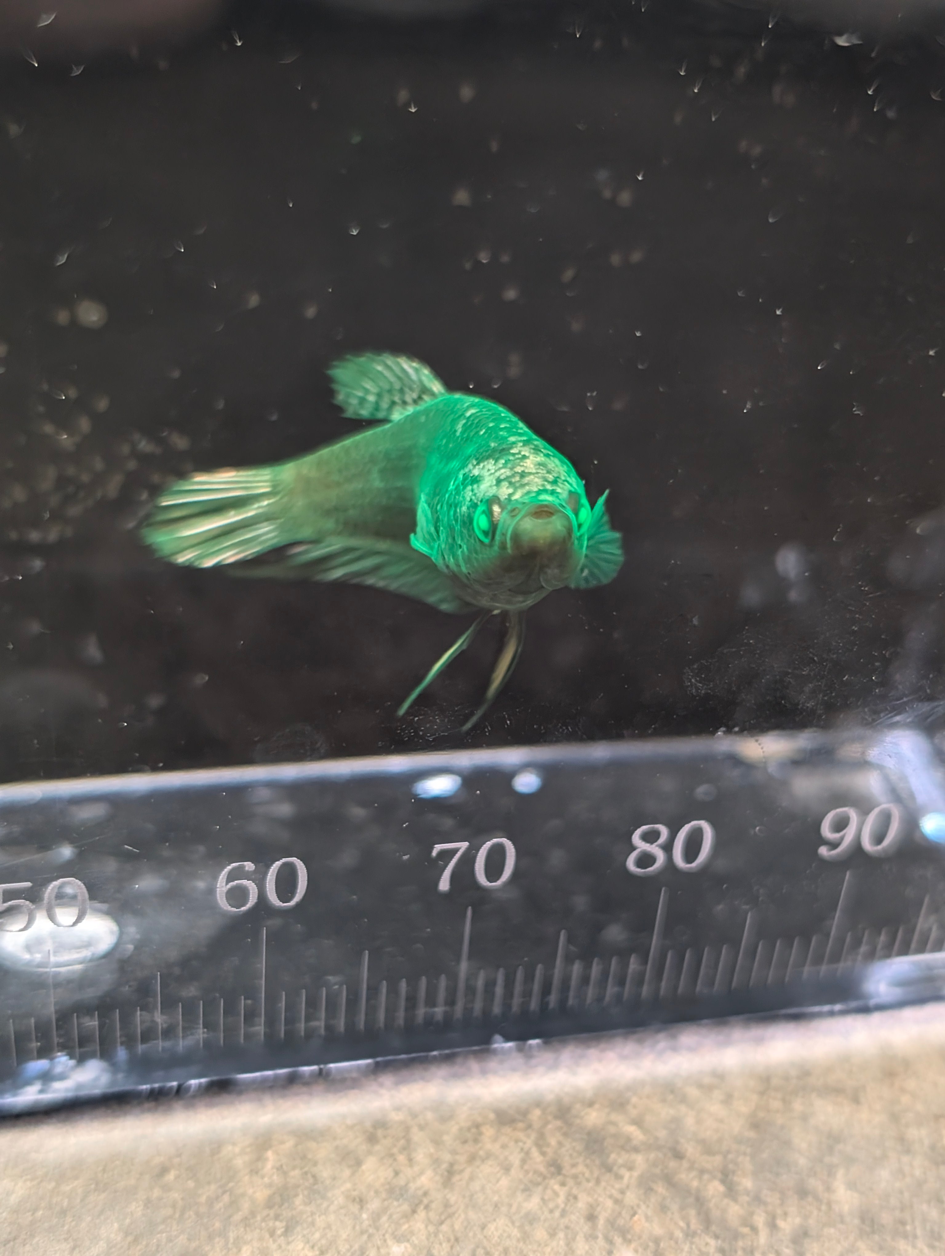 Plakat Avatar Green Hulk Betta Female F0002
