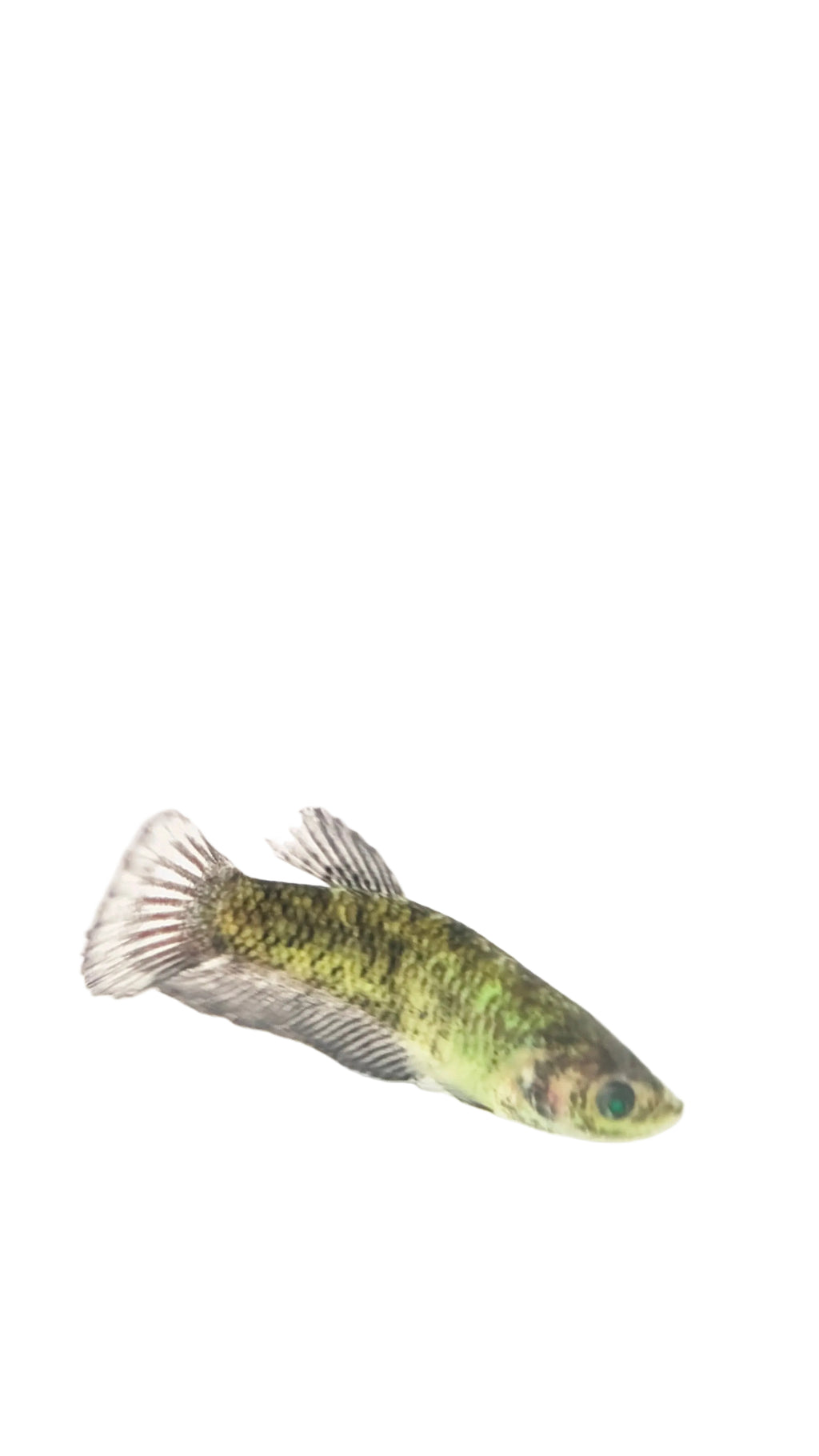 Female Halfmoon Plakat Neon Green Eyed Hulk Betta F0017