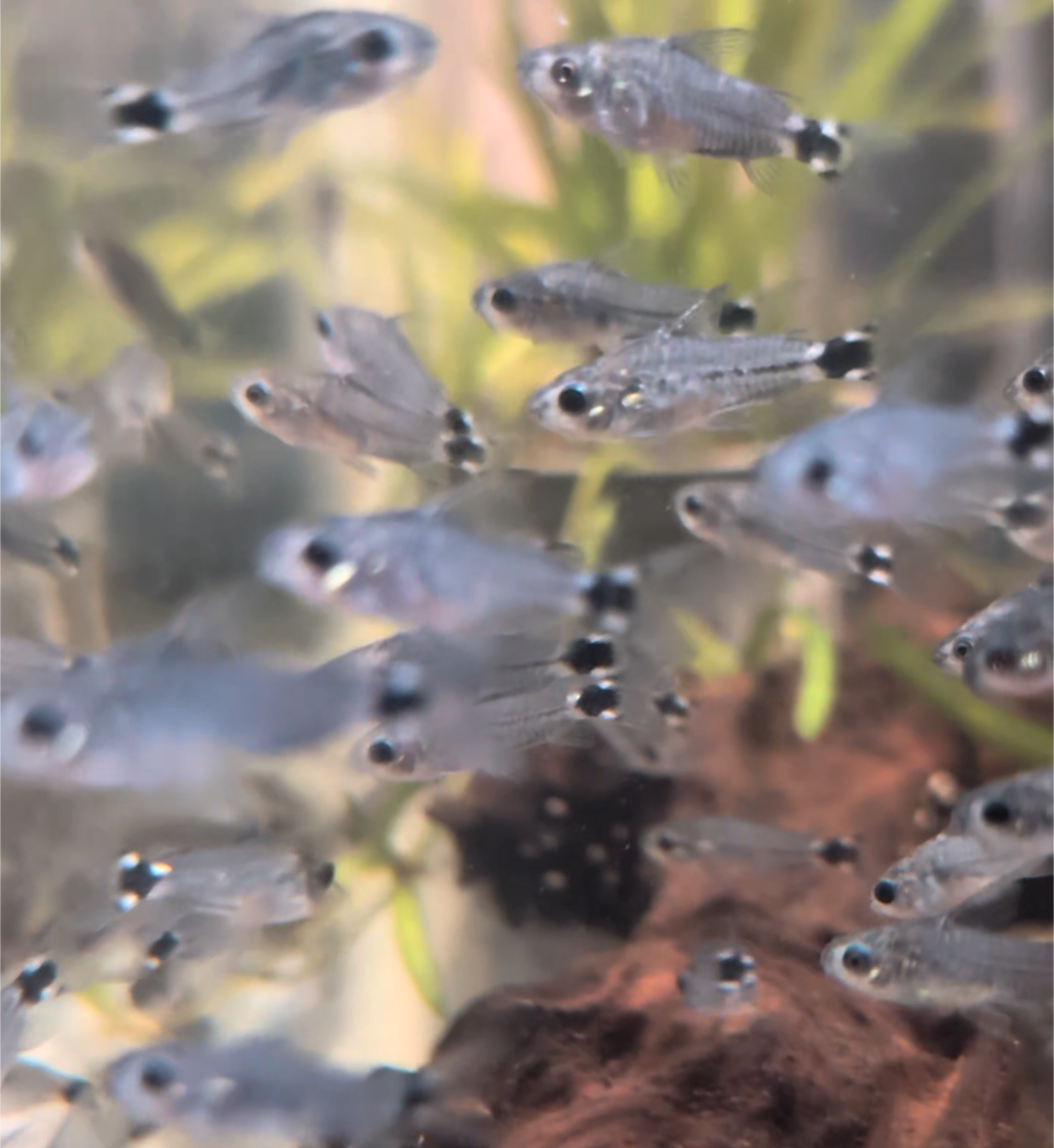Tail Spot Pygmy Corydoras Hastatus Gastrodermus